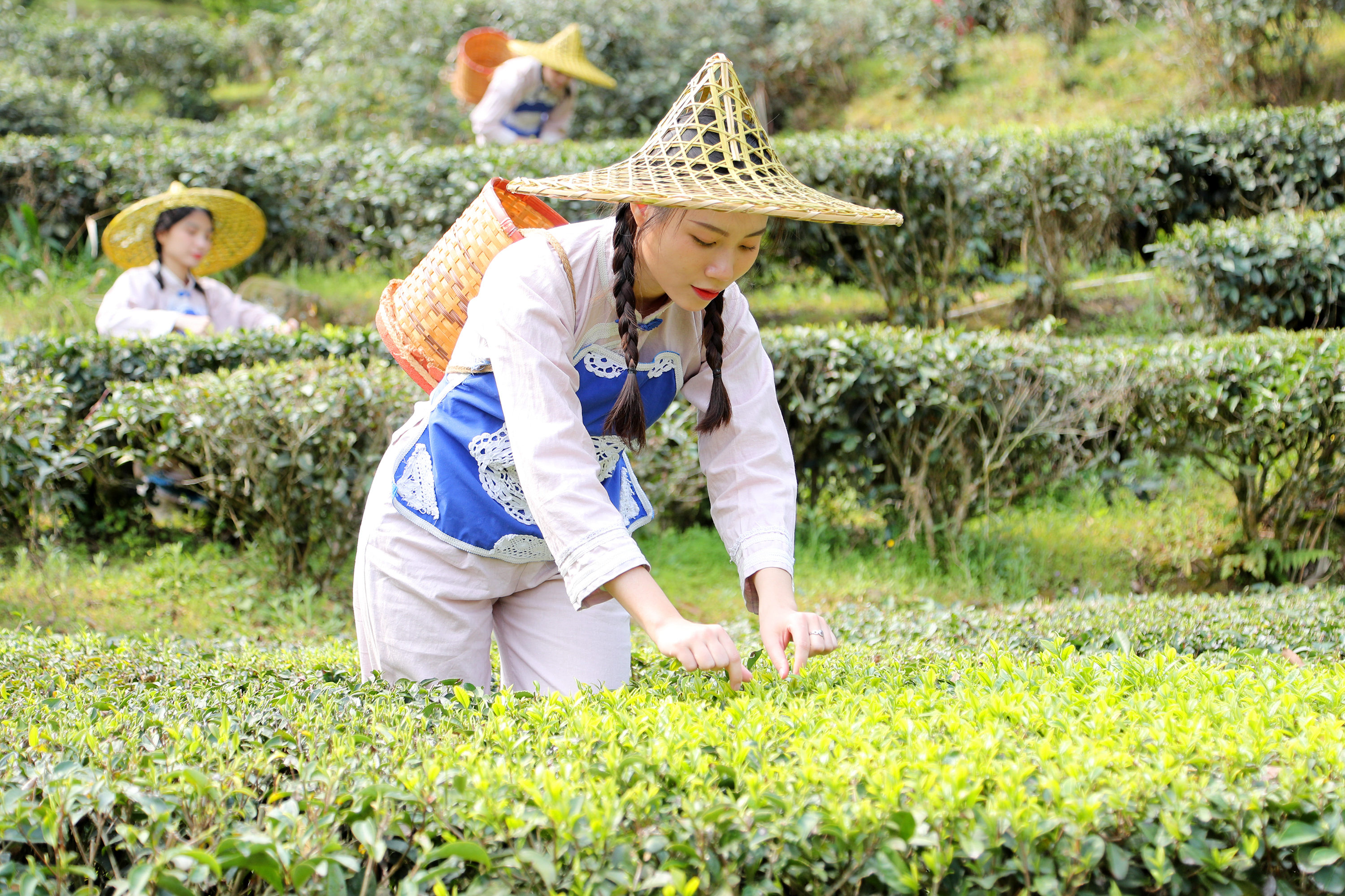 梅州市梅江区西阳镇清凉村的信德家茶庄园里，采茶姑娘双手在茶树间飞舞，一片片鲜嫩的茶叶将变成满杯的清香。高讯 摄