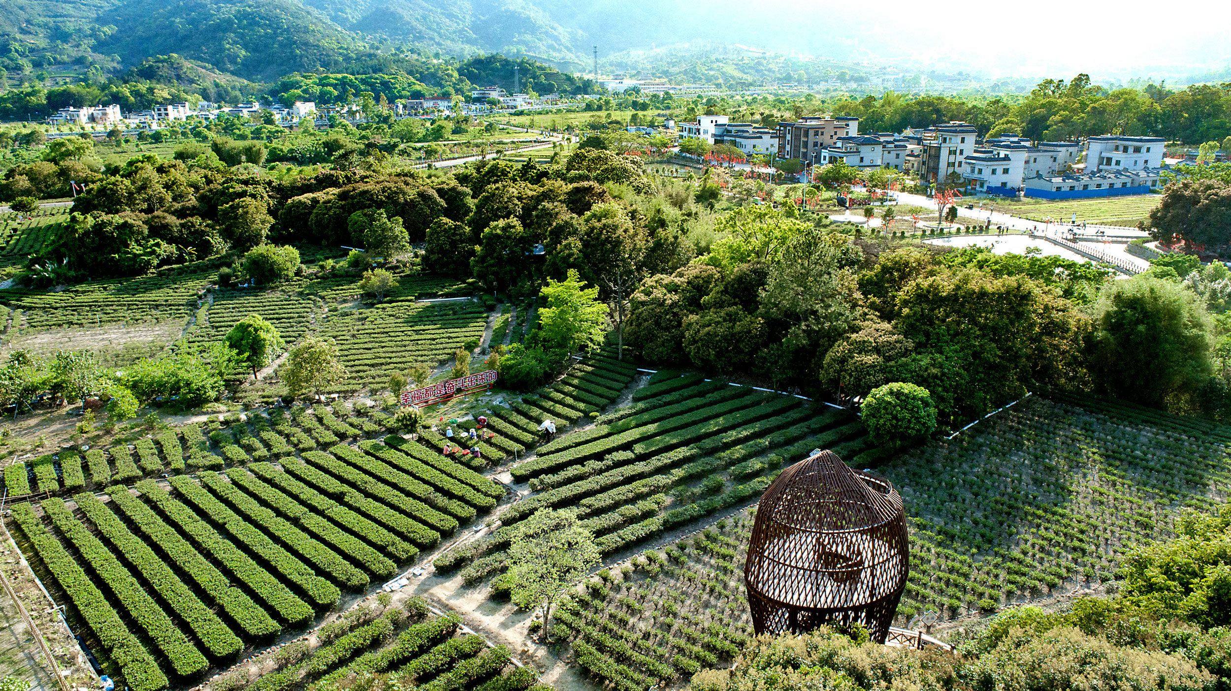 汕尾市海丰县莲花山的万亩茶园里，茶香扑鼻而来。海丰县融媒体中心供图