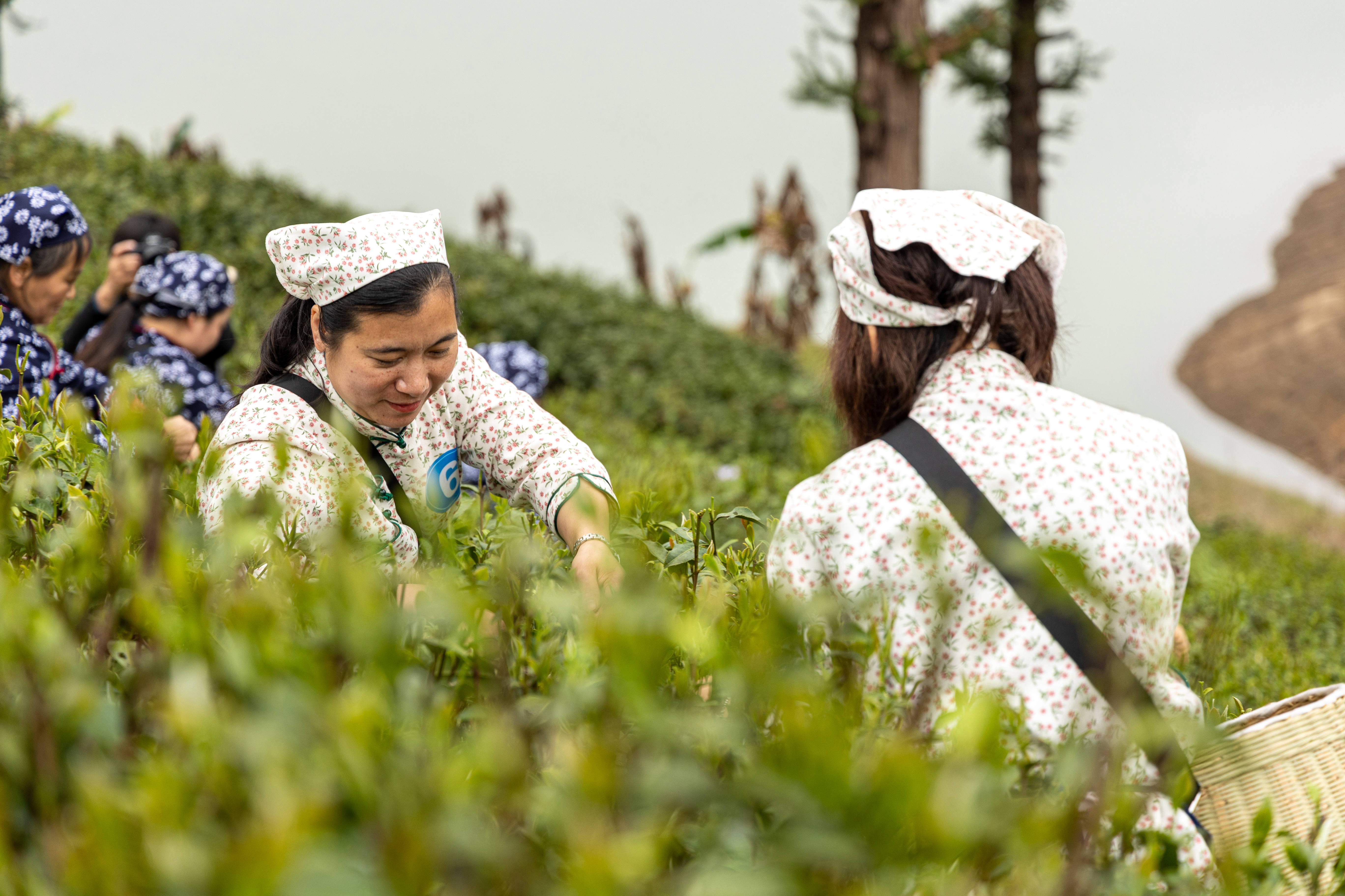 韶关市仁化县红山镇鱼皇村半岛茶园。  邱其聪摄