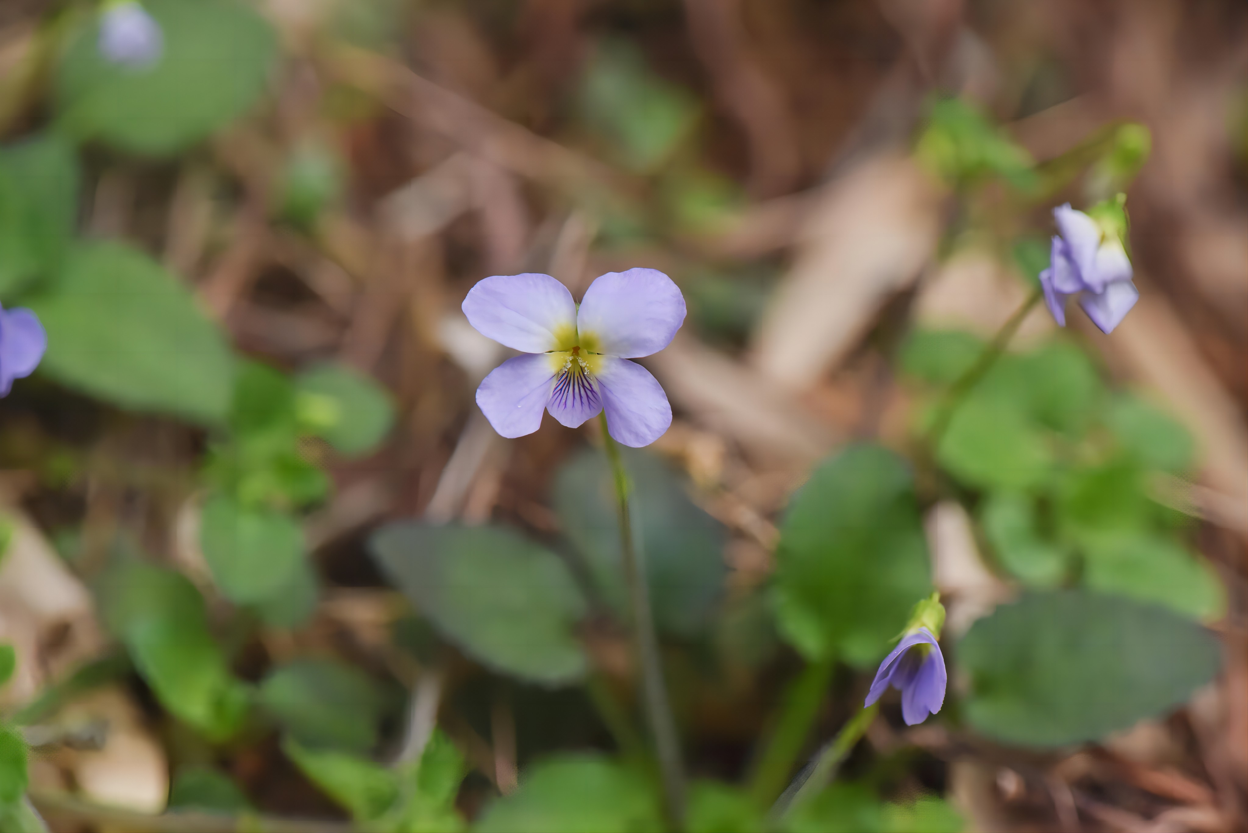 “河源堇菜”属于极危植物，需要加强对其生境的保护。广东紫金白溪省级自然保护区供图