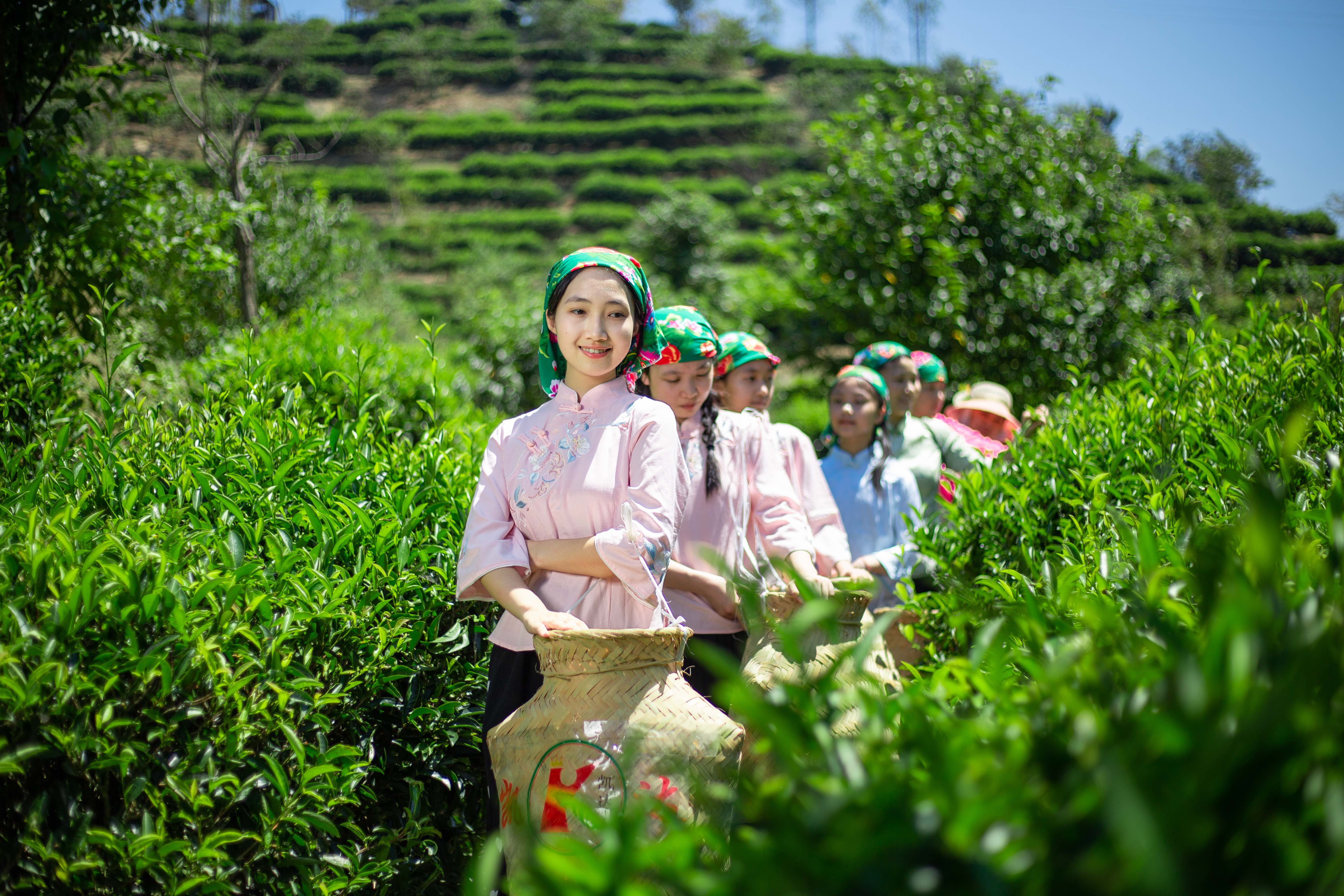 以“禅韵茶谷，茶旅美乡”为发展定位，实现茶旅结合。图片来源：广东凯达茶业