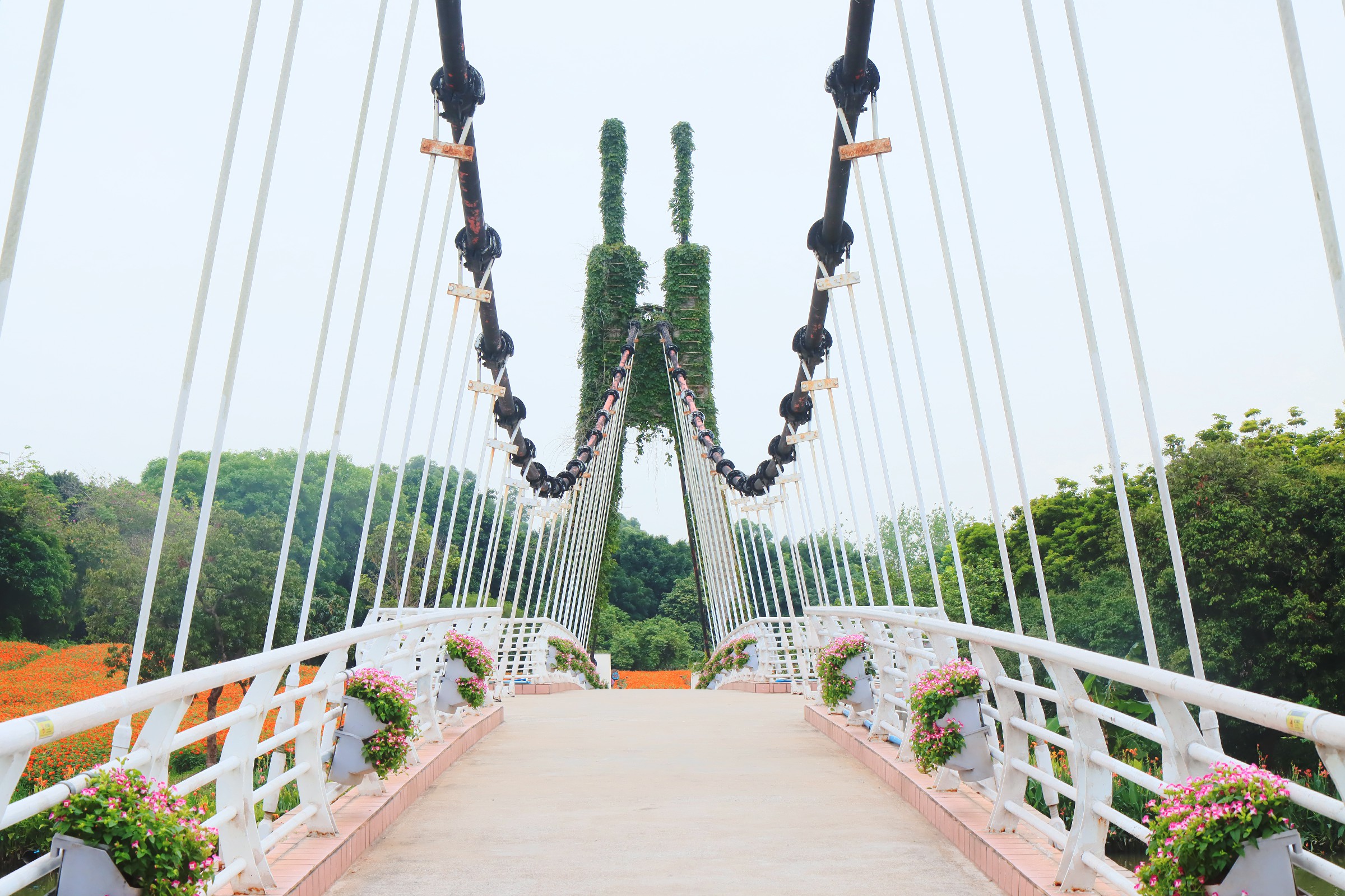 在橋上遠遠望去，萬壽菊像一片橘色的花海。謝惠強 攝