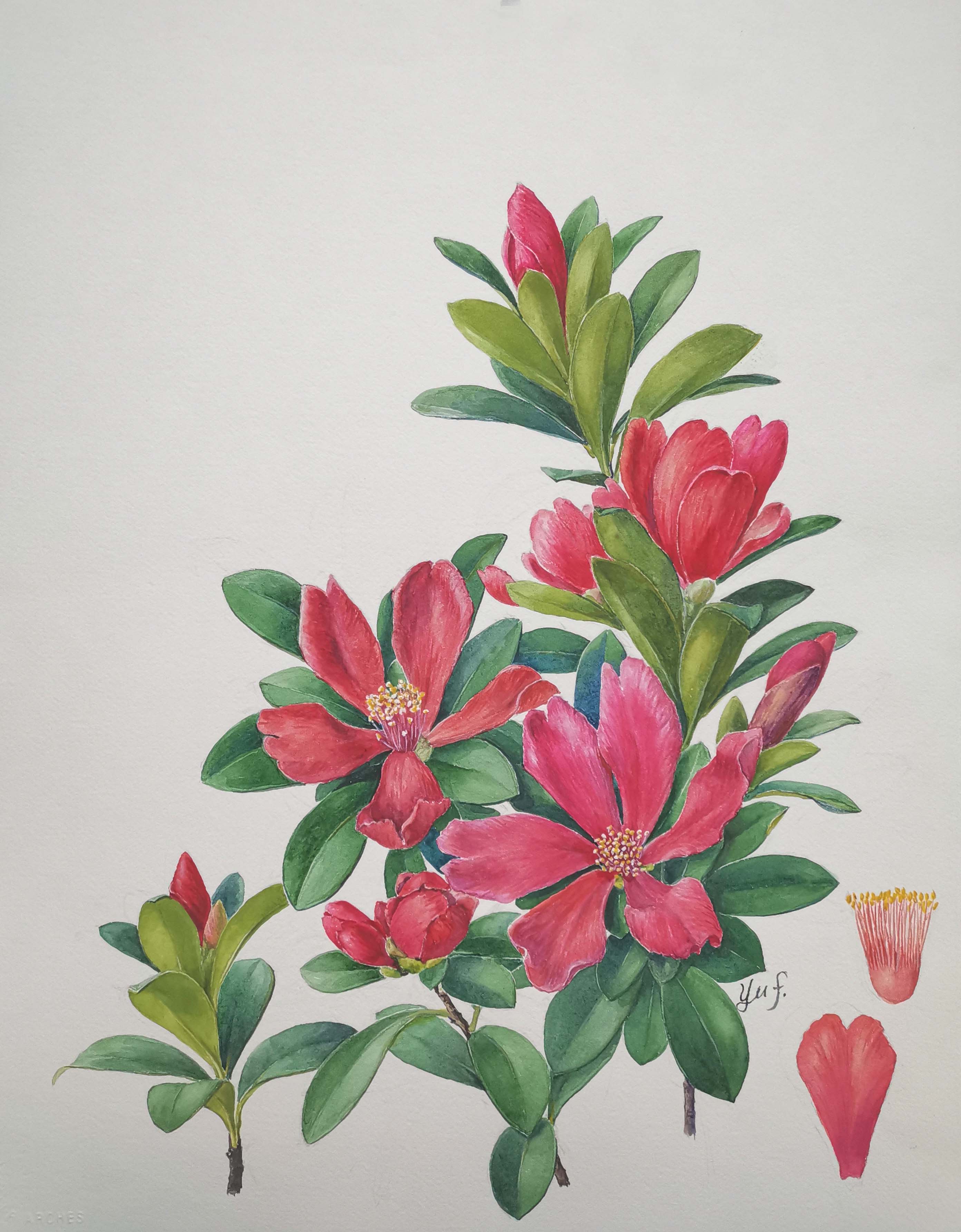 杜鵑紅山茶（Camellia azalea），國家一級保護植物。在廣東通常山茶科植物都在春節前后開花，而杜鵑紅山茶卻不畏寒暑地全年開花，故也有人稱它為“四季紅山茶”。圖片來源：中國科學院華南植物園植物科學畫畫師余峰