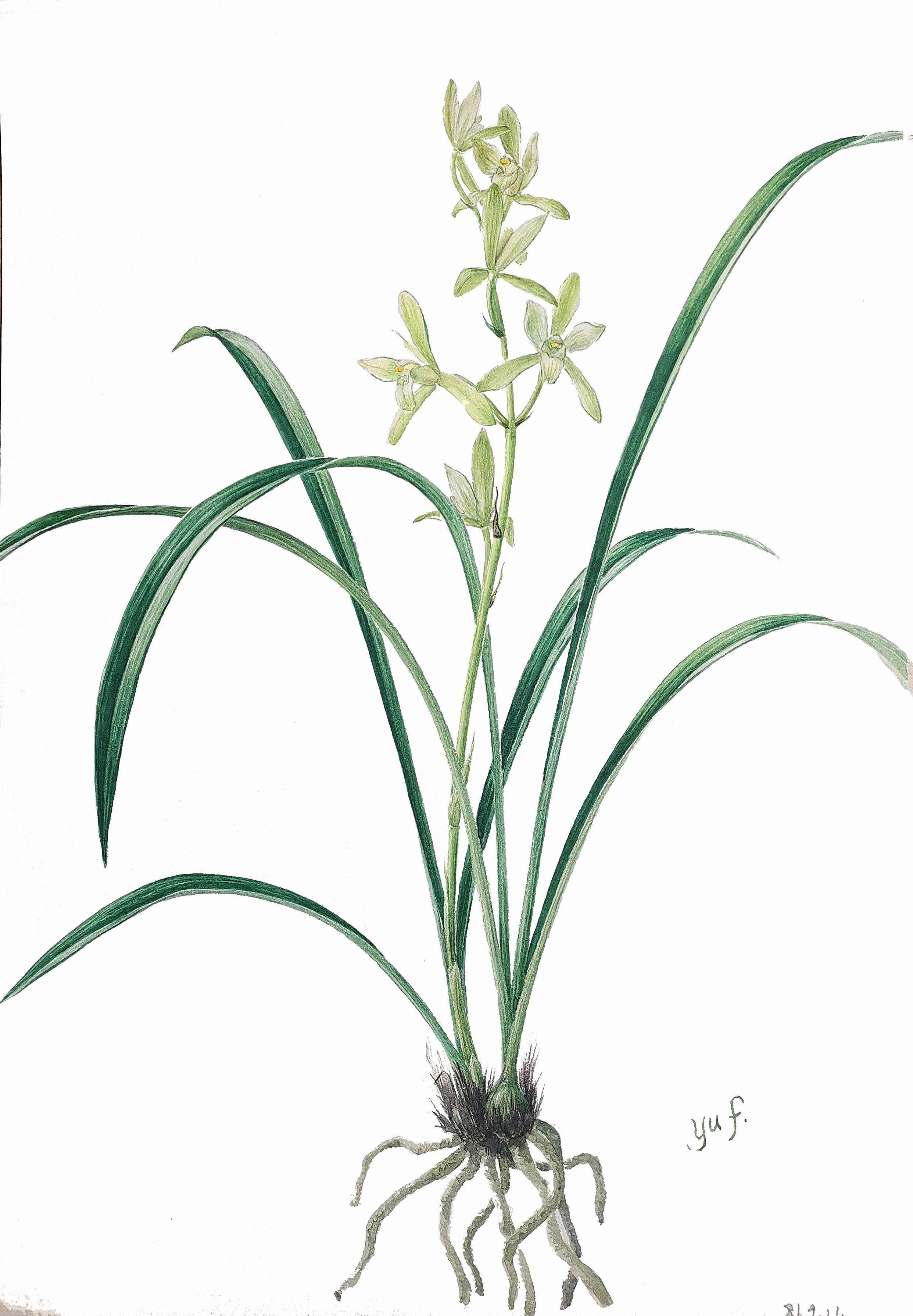 鐵骨素（Cymbidium ensifolium ‘Tie Gu Su’），是傳統中國蘭中建蘭的素心名品，歷來深受國人推崇。圖片來源：中國科學院華南植物園植物科學畫畫師余峰