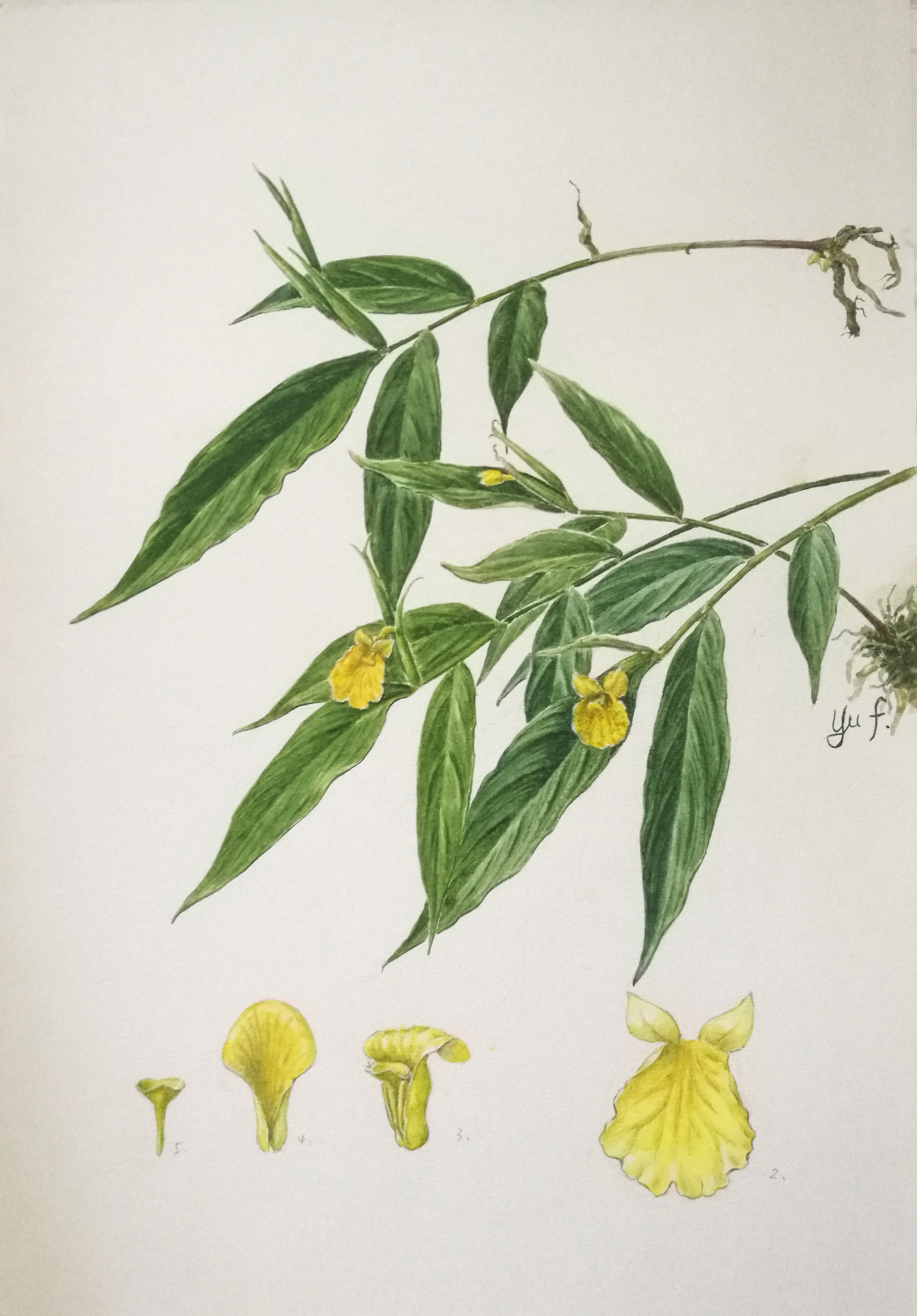 黃花大苞姜（Caulokaempferia coenobialis K.Larsen），科學家們經研究認為，它擁有新發現的植物有性繁殖的一種新機制——“滑動自花傳粉”。中國科學院華南植物園植物科學畫畫師余峰