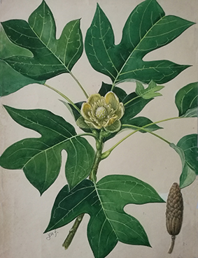 鹅掌楸(Liriodendron chinense (Hemsl.) Sarg.),国家二级保护植物。这是中国特有的珍稀树种,是一种十分古老的孑遗植物。中国科学院华南植物园植物科学画画师余峰