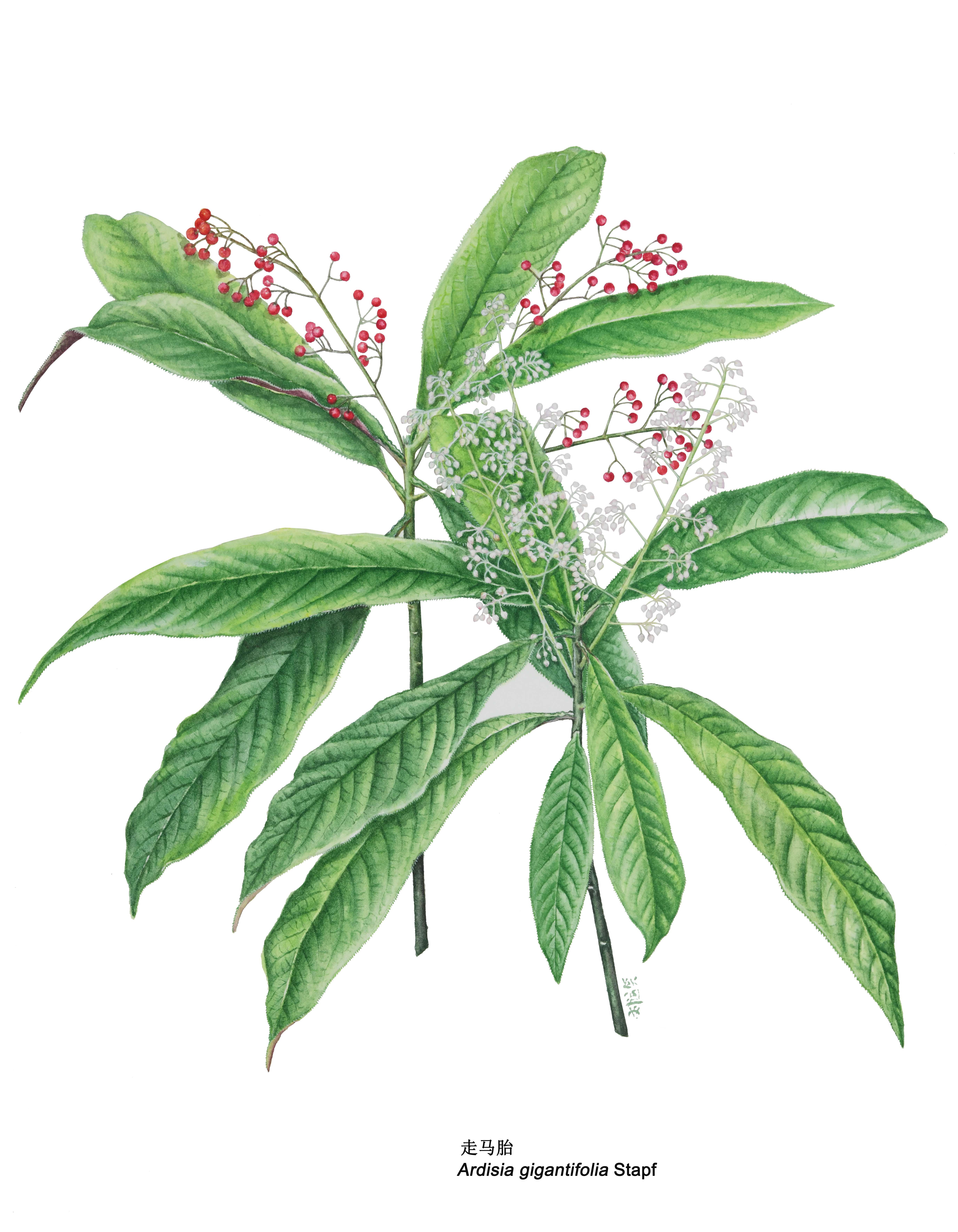 走馬胎（Ardisia gigantifolia Stapf），是報春花科紫金牛屬植物。分布於中國雲南、廣西、廣東、江西、福建等地，越南北部亦有栽培 。圖片來源：中國科學院華南植物園植物科學畫畫師劉運笑