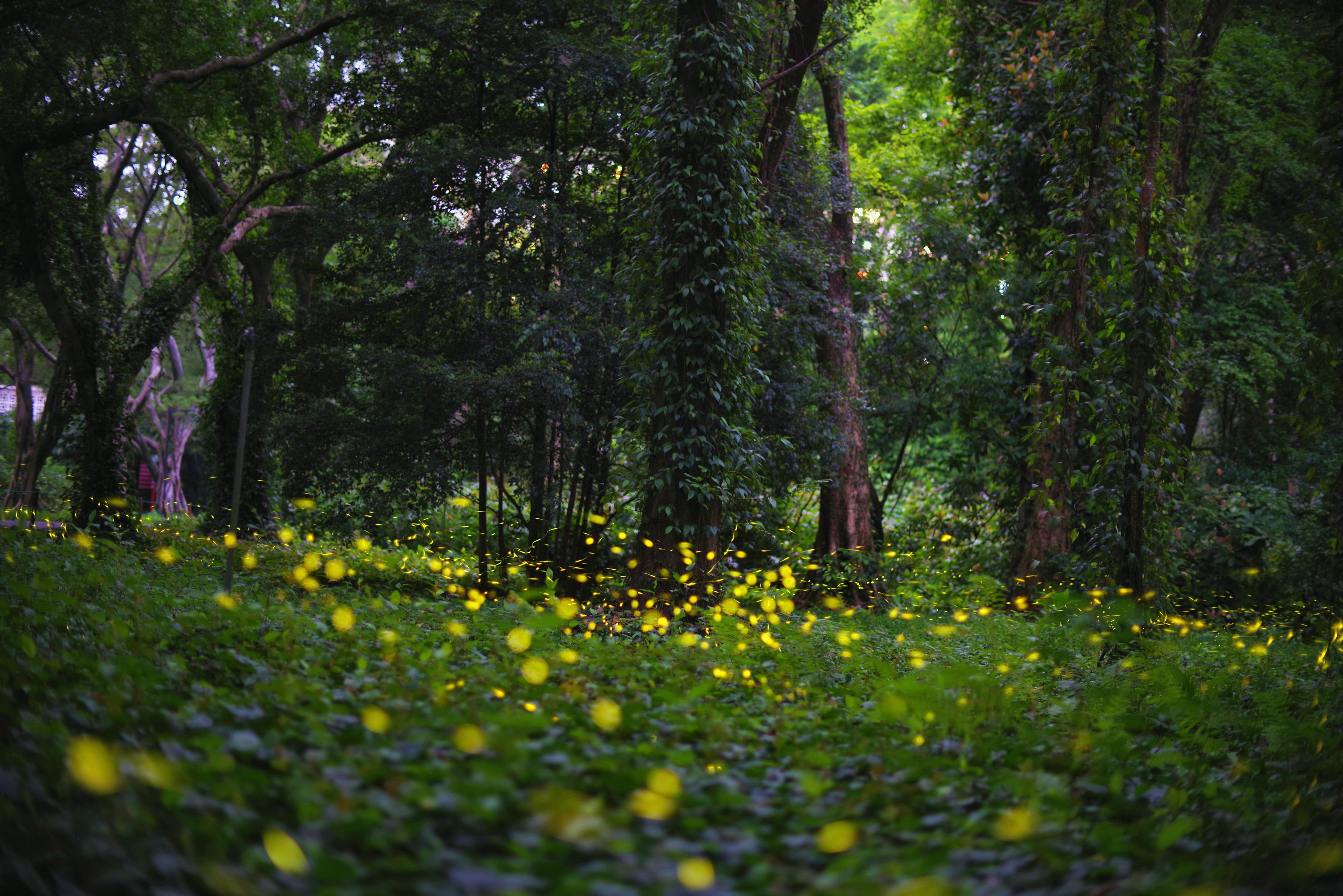 在华南国家植物园，点点萤光点缀在草木间，仿佛进入童话世界。黄洁 摄