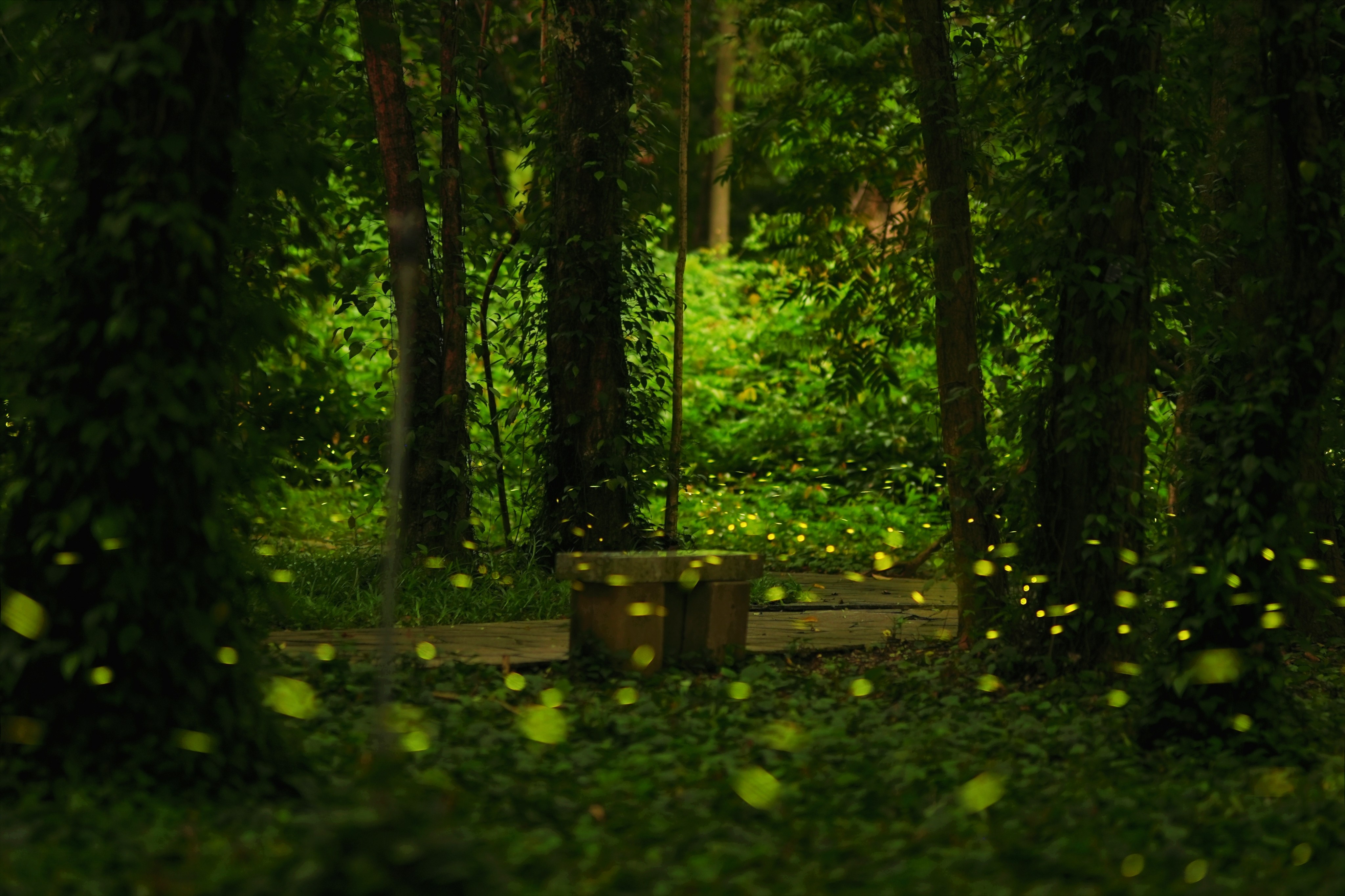 萤火虫聚集在华南国家植物园里，散发微光，翩翩起舞。叶海天 摄