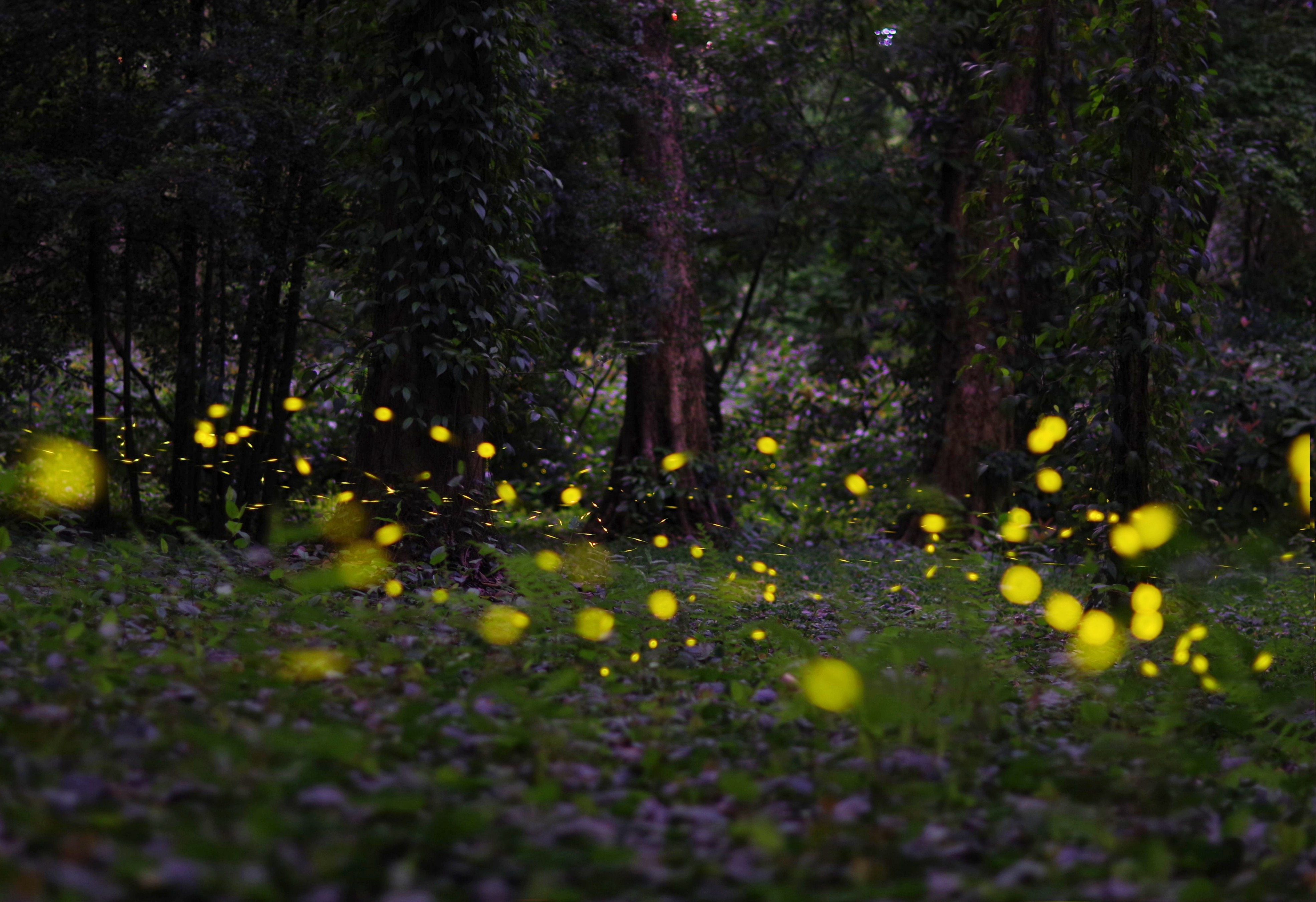 華南國家植物園裡，螢火虫如星光般閃爍，美好近在眼前。黃潔 攝