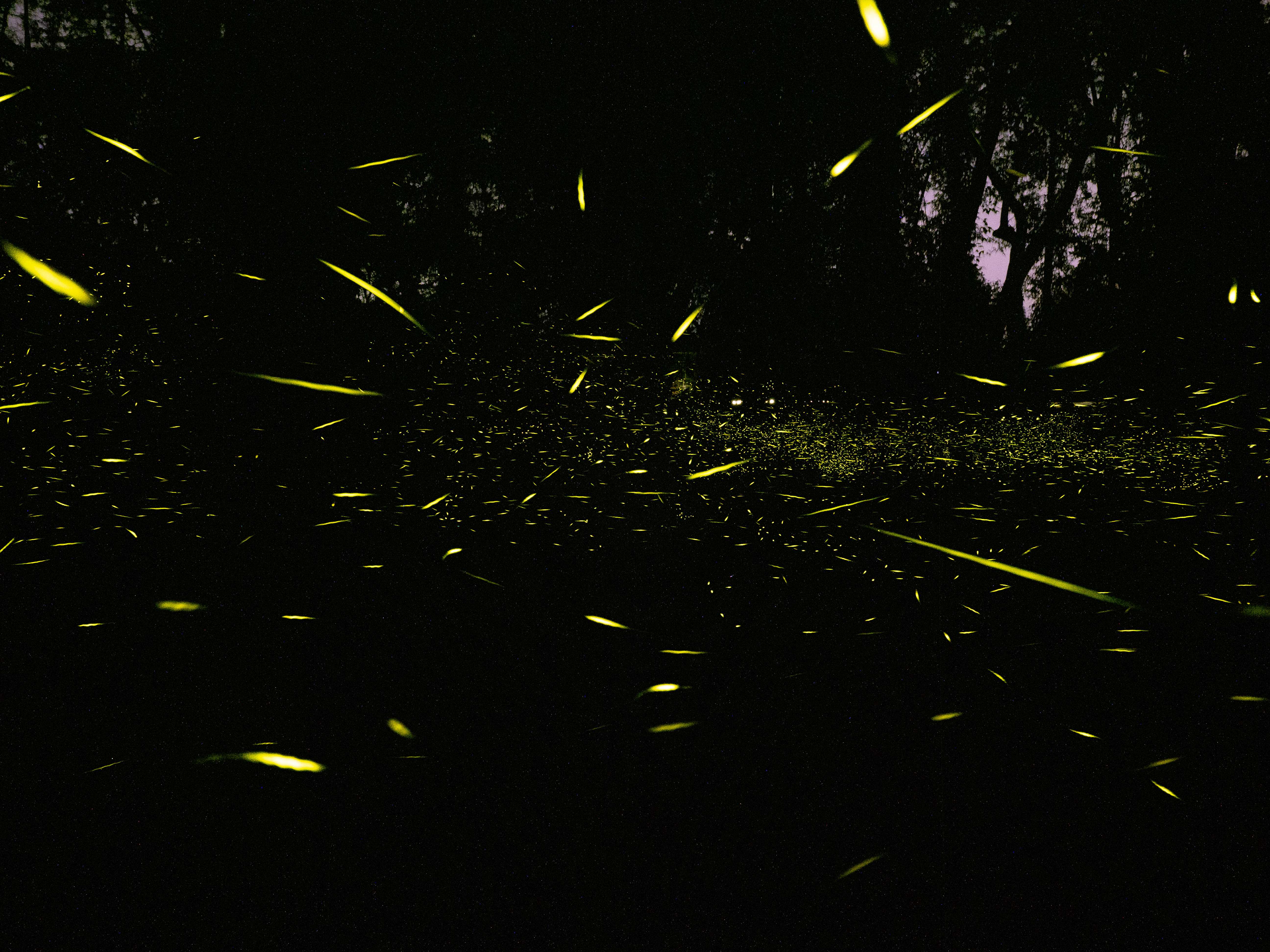 华南国家植物园里，熠熠荧光，宛若流星。陈志峰 摄