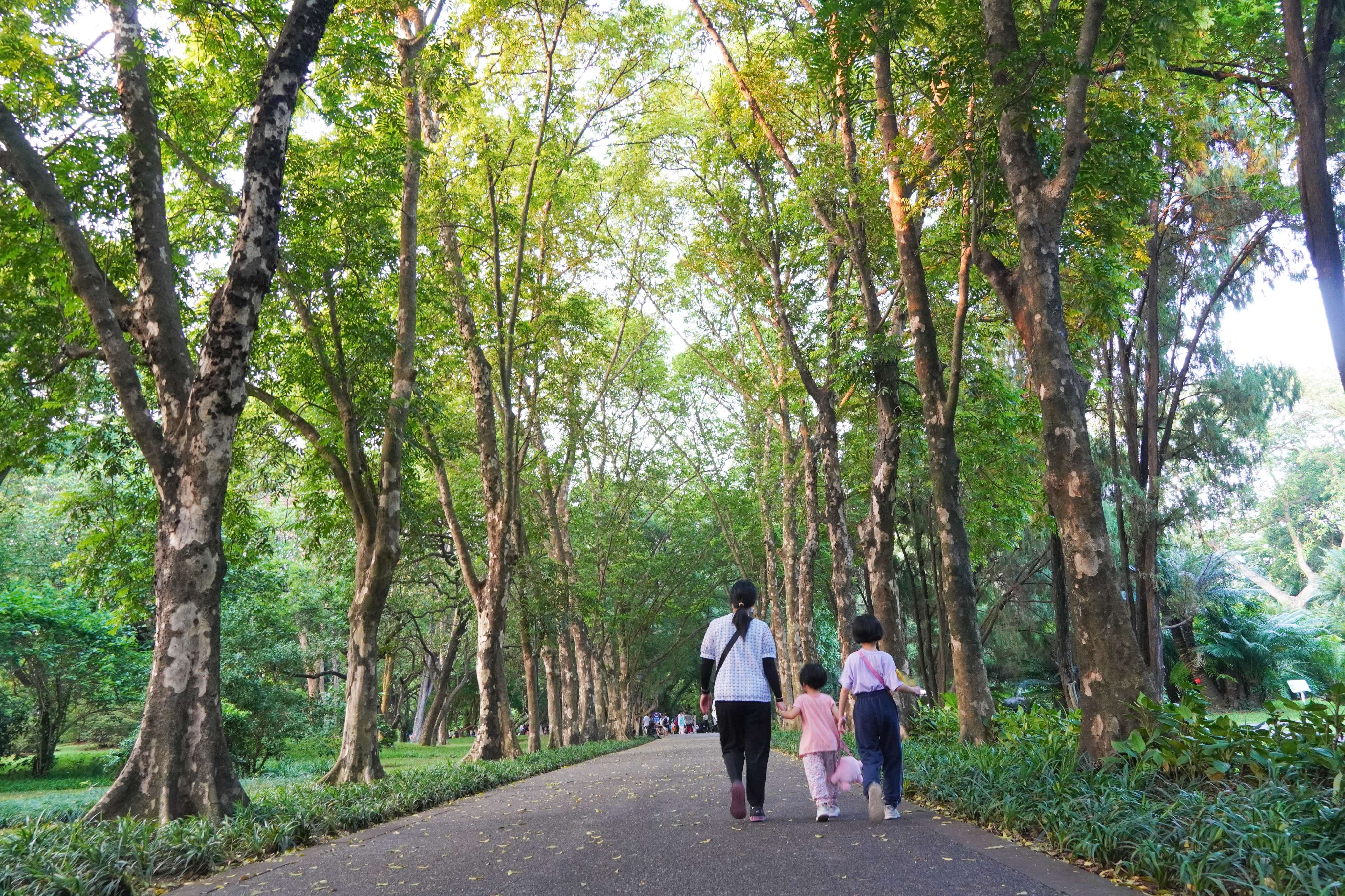 市民游客纷纷前往华南国家植物园，观赏萤火虫之美。王雅蝶 摄