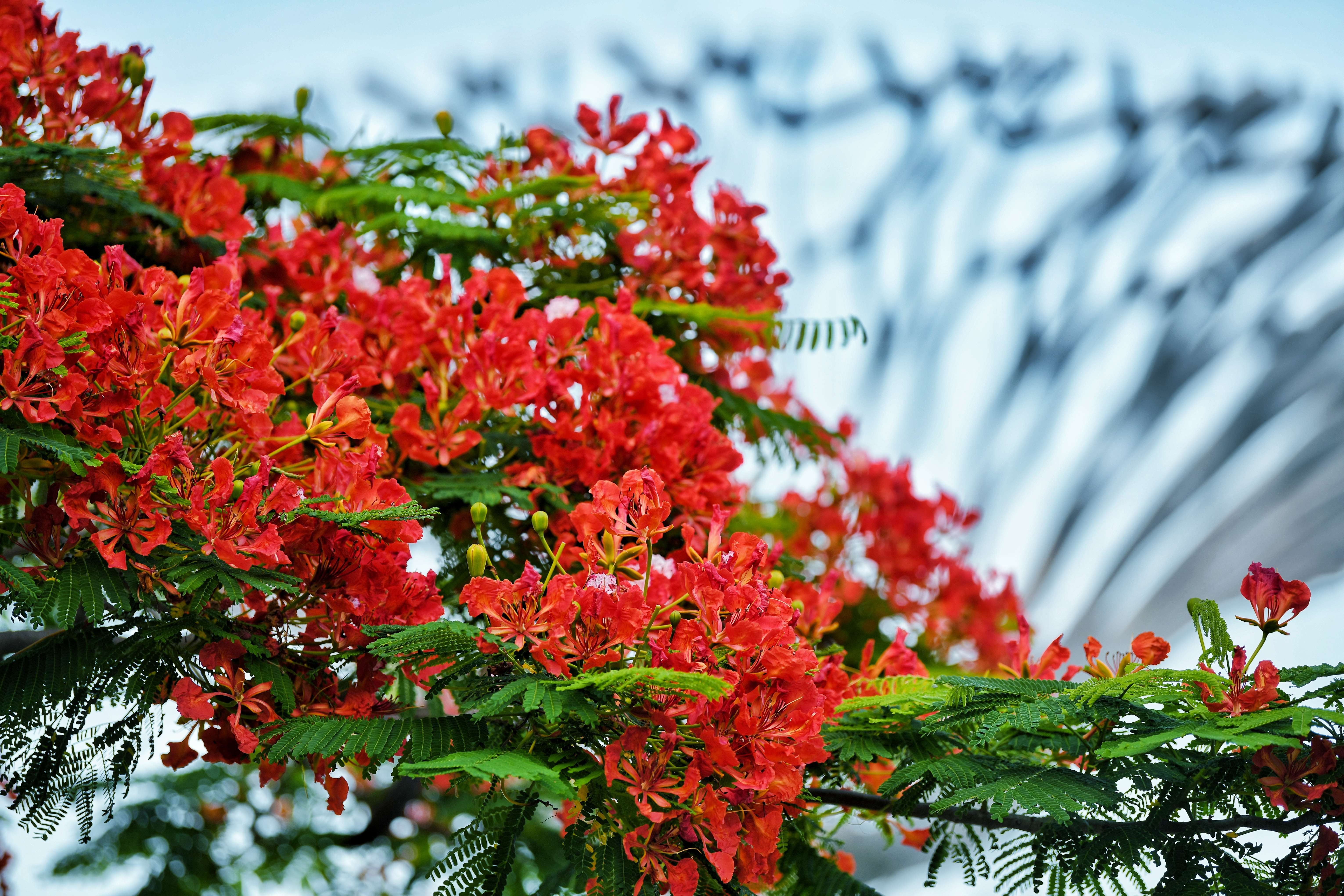 在廣東省汕頭市街頭，鳳凰花開滿枝頭，宛若青春相聚的一團熱火。宮志兵 攝