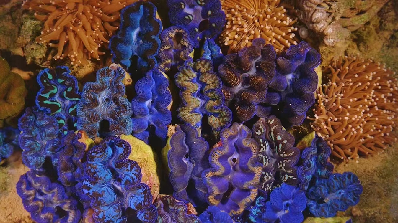 保護區內珊瑚多形成於約1萬年前，其中部分品種是國內首次發現的。湛江市委宣傳部供圖