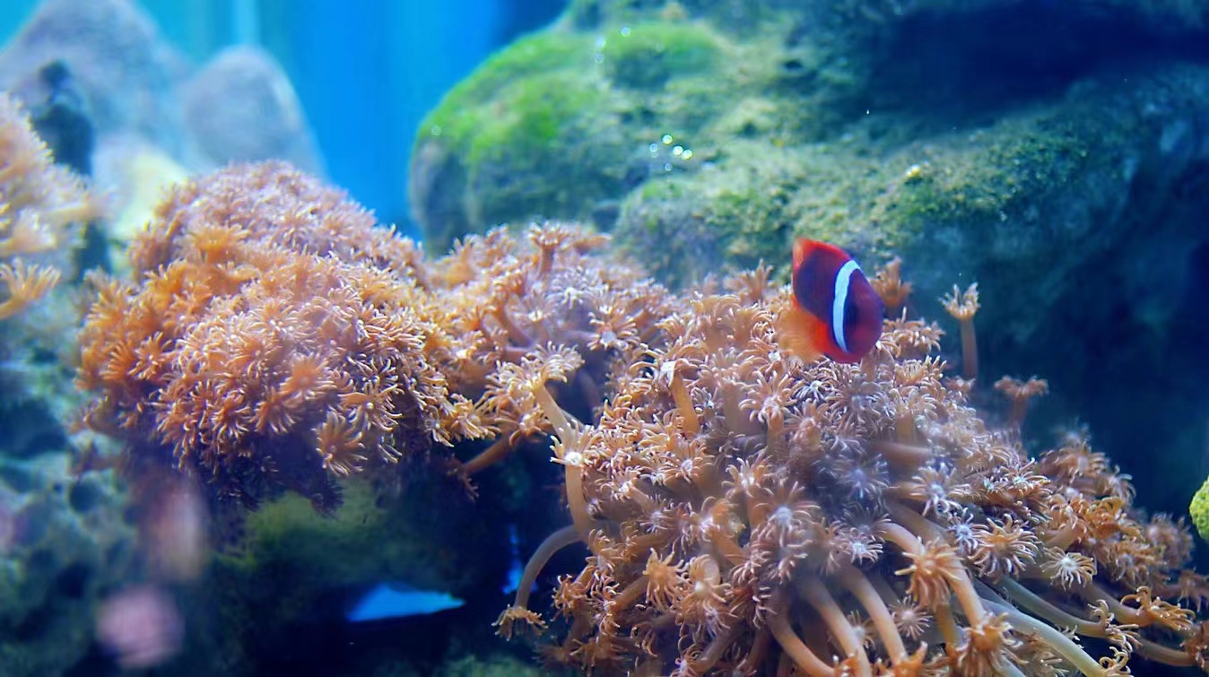 美麗多彩的海底珊瑚被譽為“海洋中的熱帶雨林”，不到海底千分之二的覆蓋面積，養活著四分之一的海洋生物。湛江市委宣傳部供圖