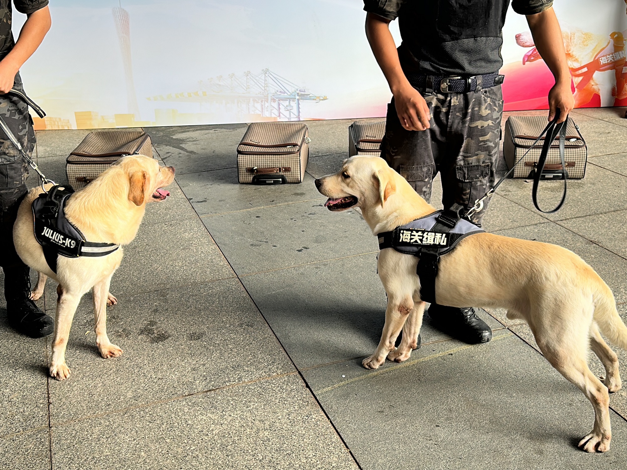 训导员带着缉毒犬金莱尔（左）和卡尔（右）上场，演示缉毒犬箱包搜查等训练科目。周睿 摄