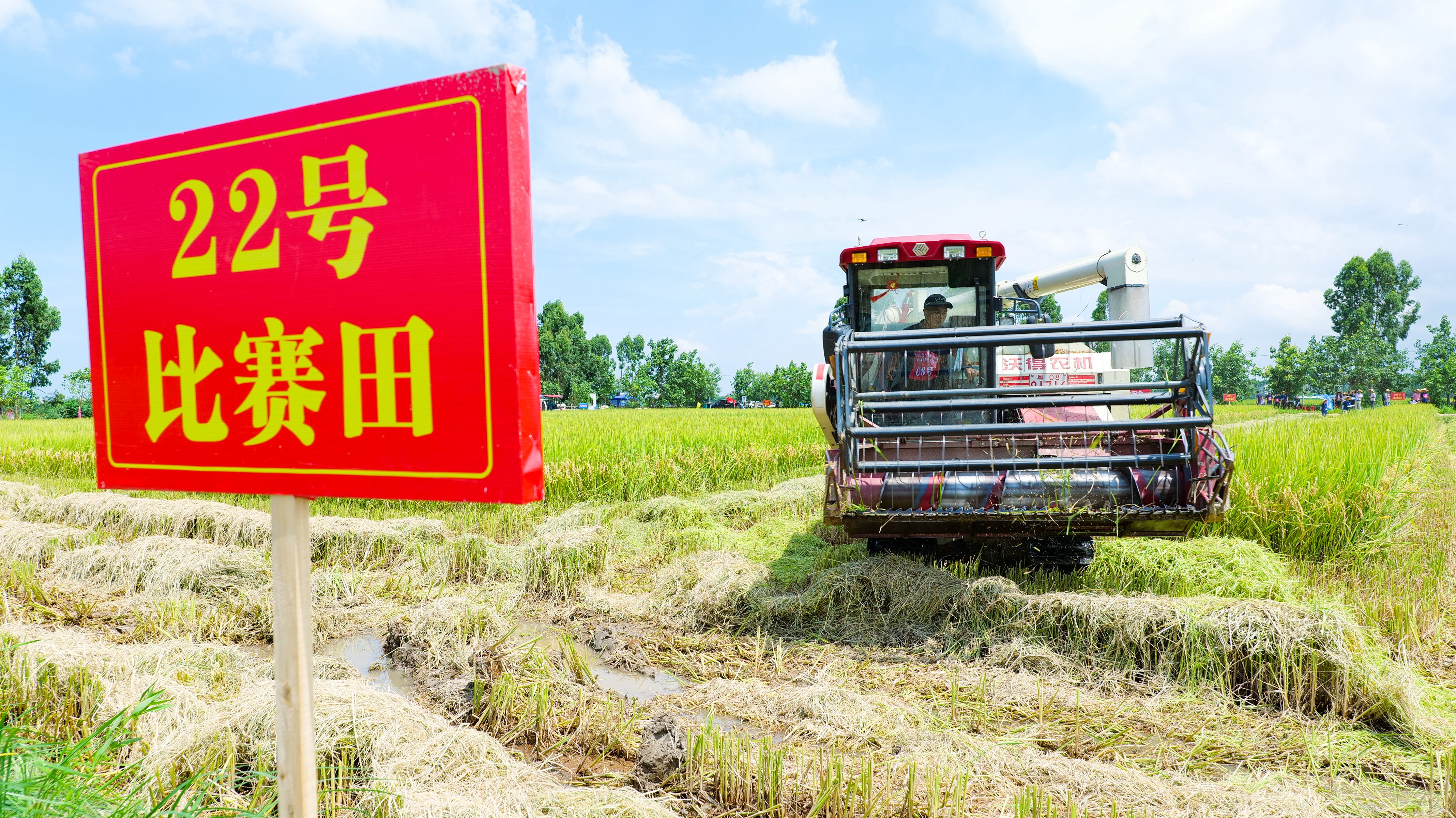 據了解，湛江市雷州市全市農機總動力115.15萬千瓦，水稻“耕種收”綜合機械化水平達83%以上。陳文 攝