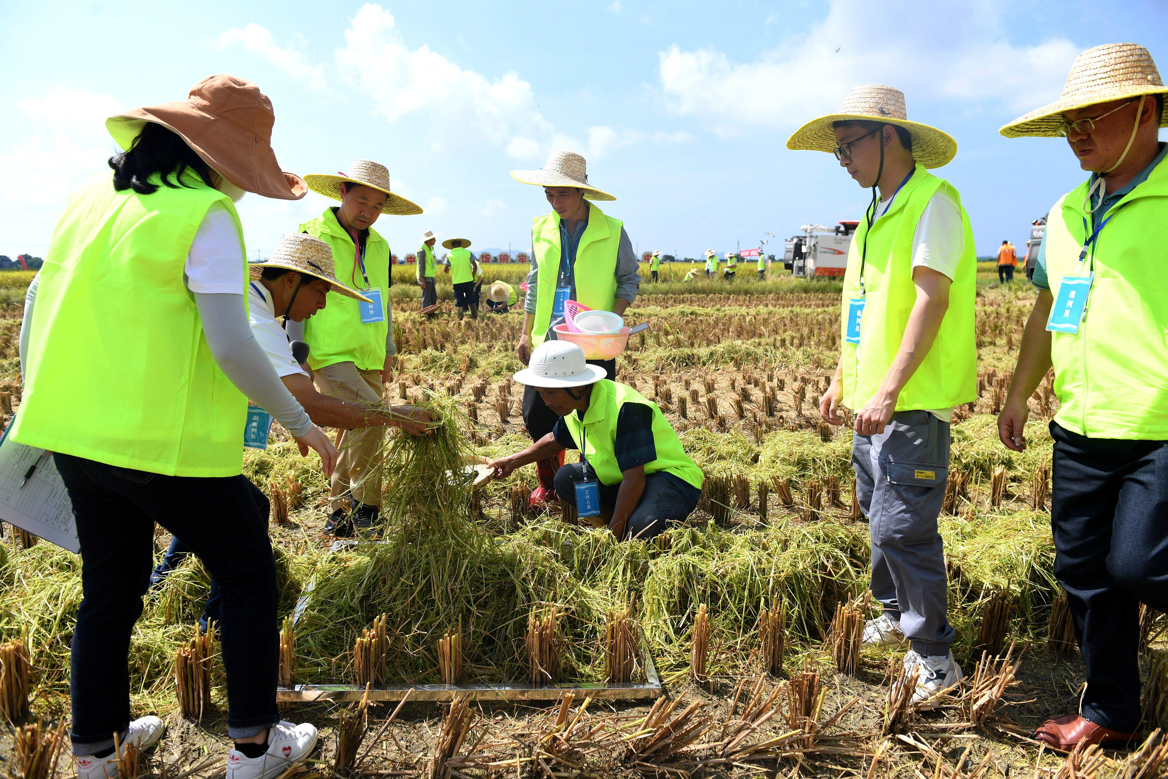 農機手收割完后，裁判員在稻田裡檢測割茬高度、損失稻谷、是否遺漏等情況。宋福亮 攝