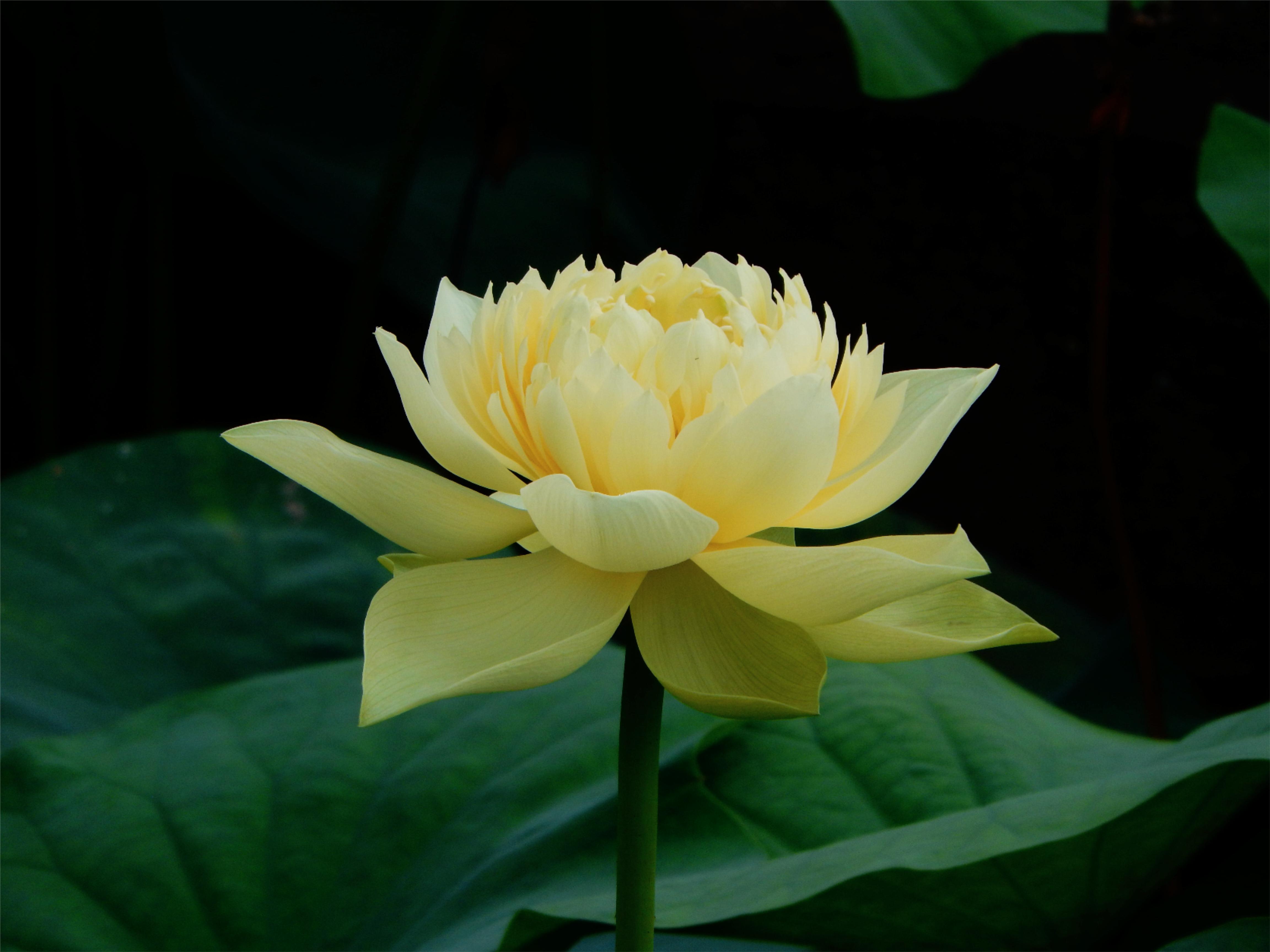 “林亭春霭”花期为7-8月，属中型重瓣品种。广州莲花山旅游区供图