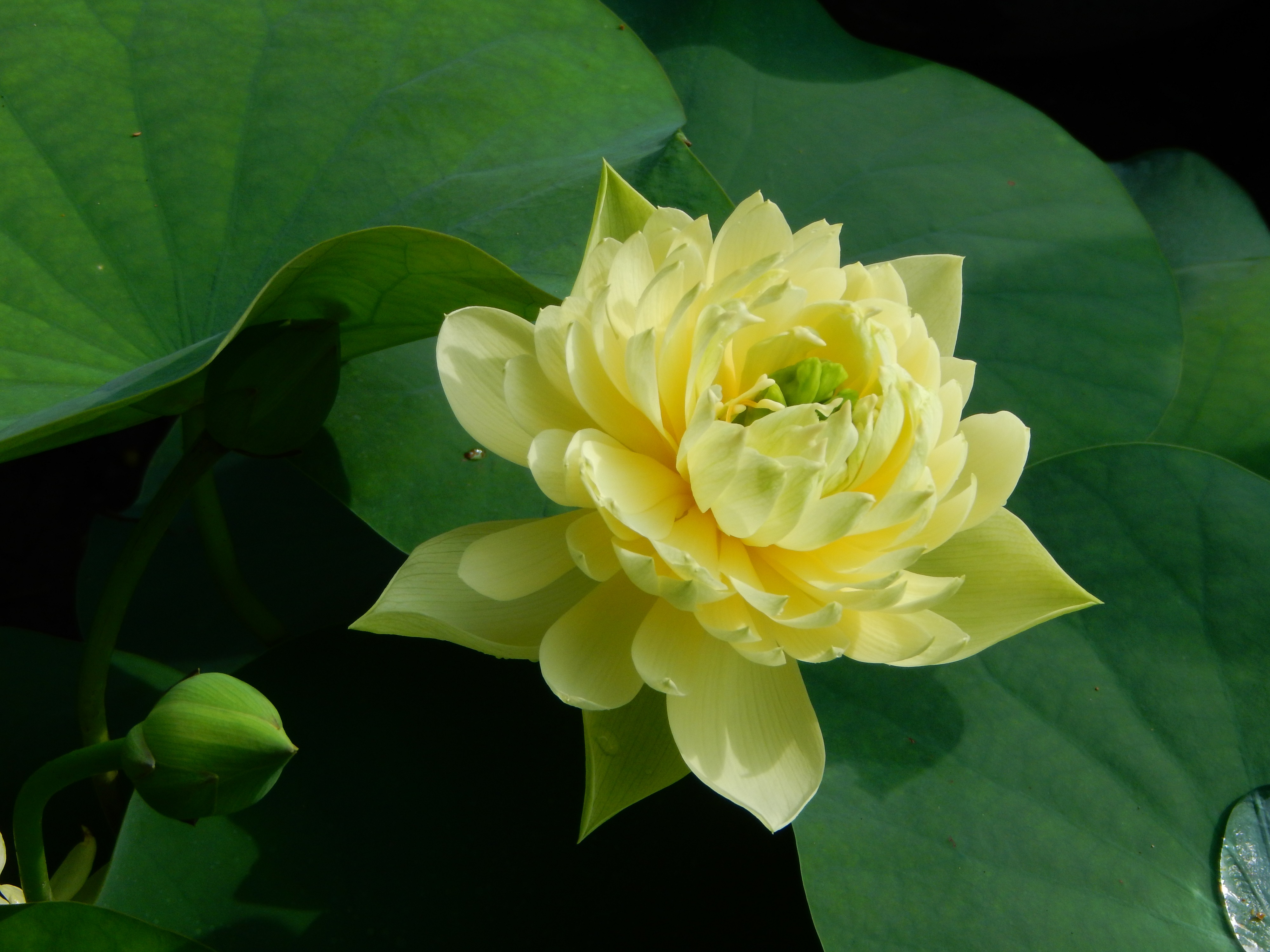 “林亭春霭”着花繁密，花态规整。广州莲花山旅游区供图