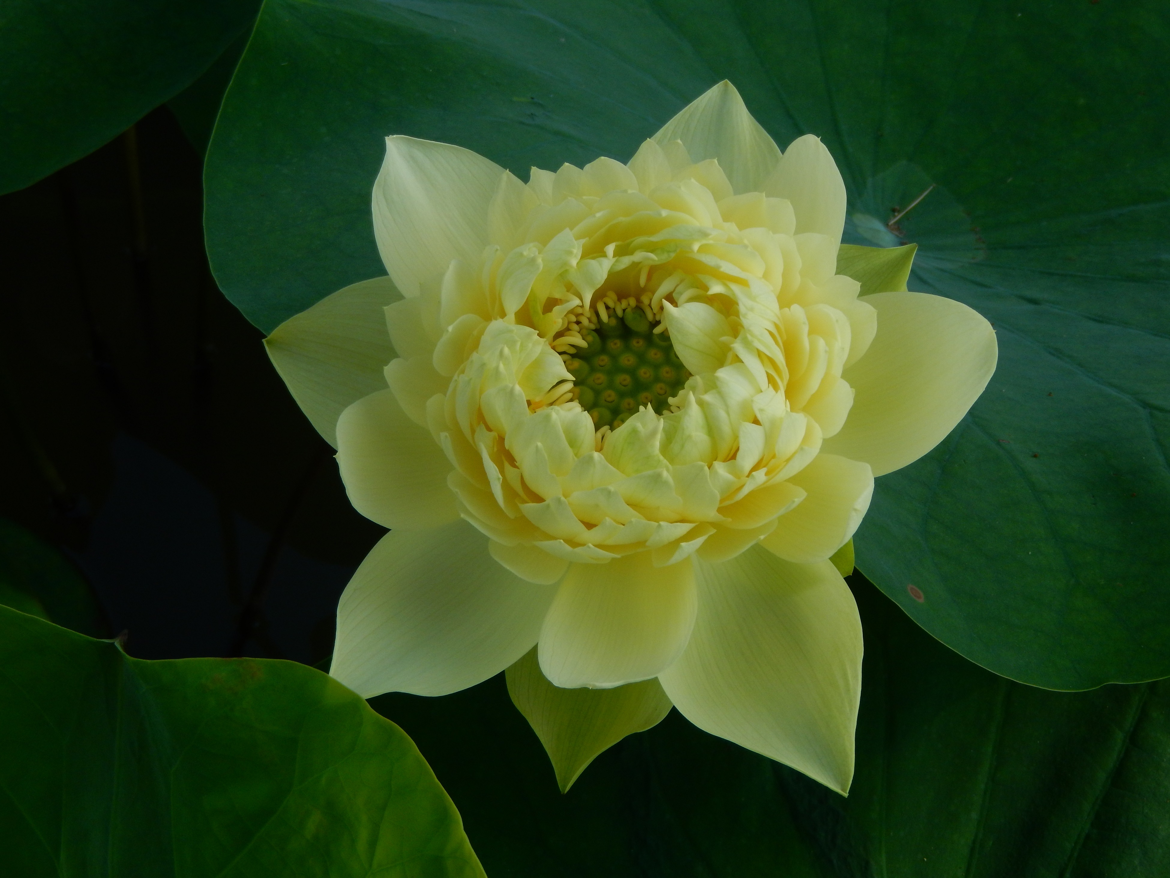“林亭春靄”花色金黃，外層花瓣寬大，內層花瓣細長。廣州蓮花山旅游區供圖