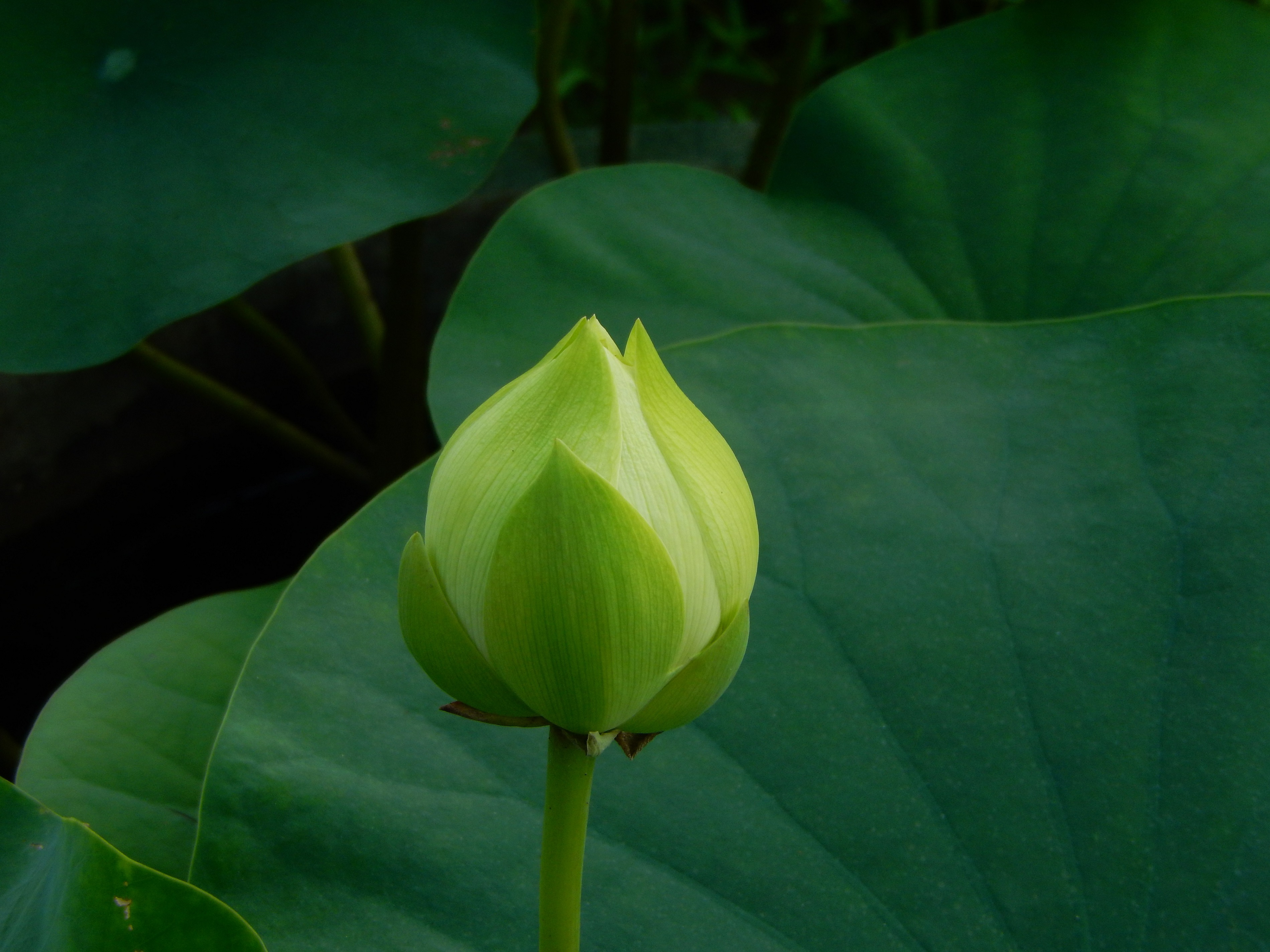 “林亭春靄”。廣州蓮花山旅游區供圖