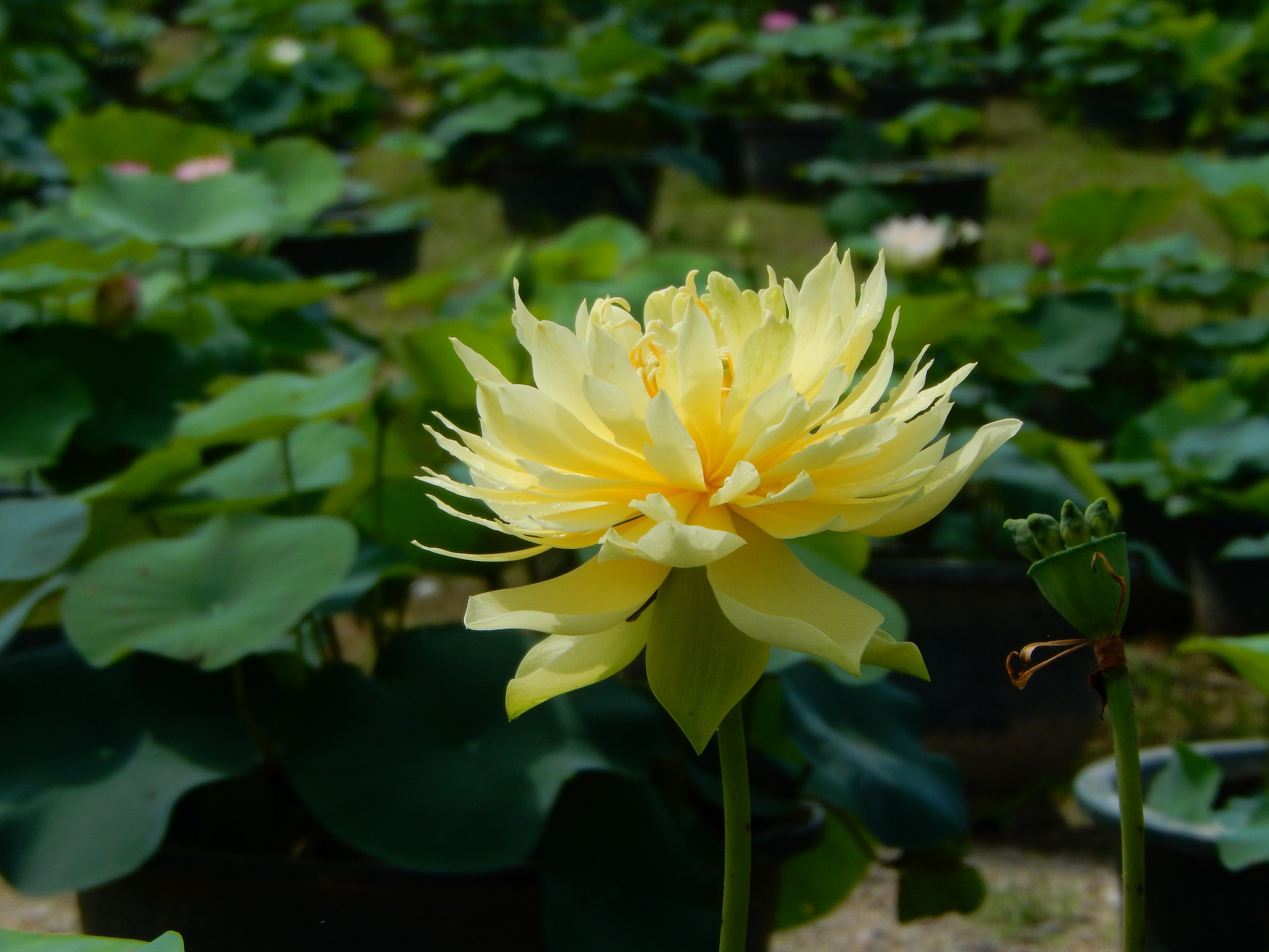 “林亭春靄”在“一片綠色”中格外亮眼。廣州蓮花山旅游區供圖