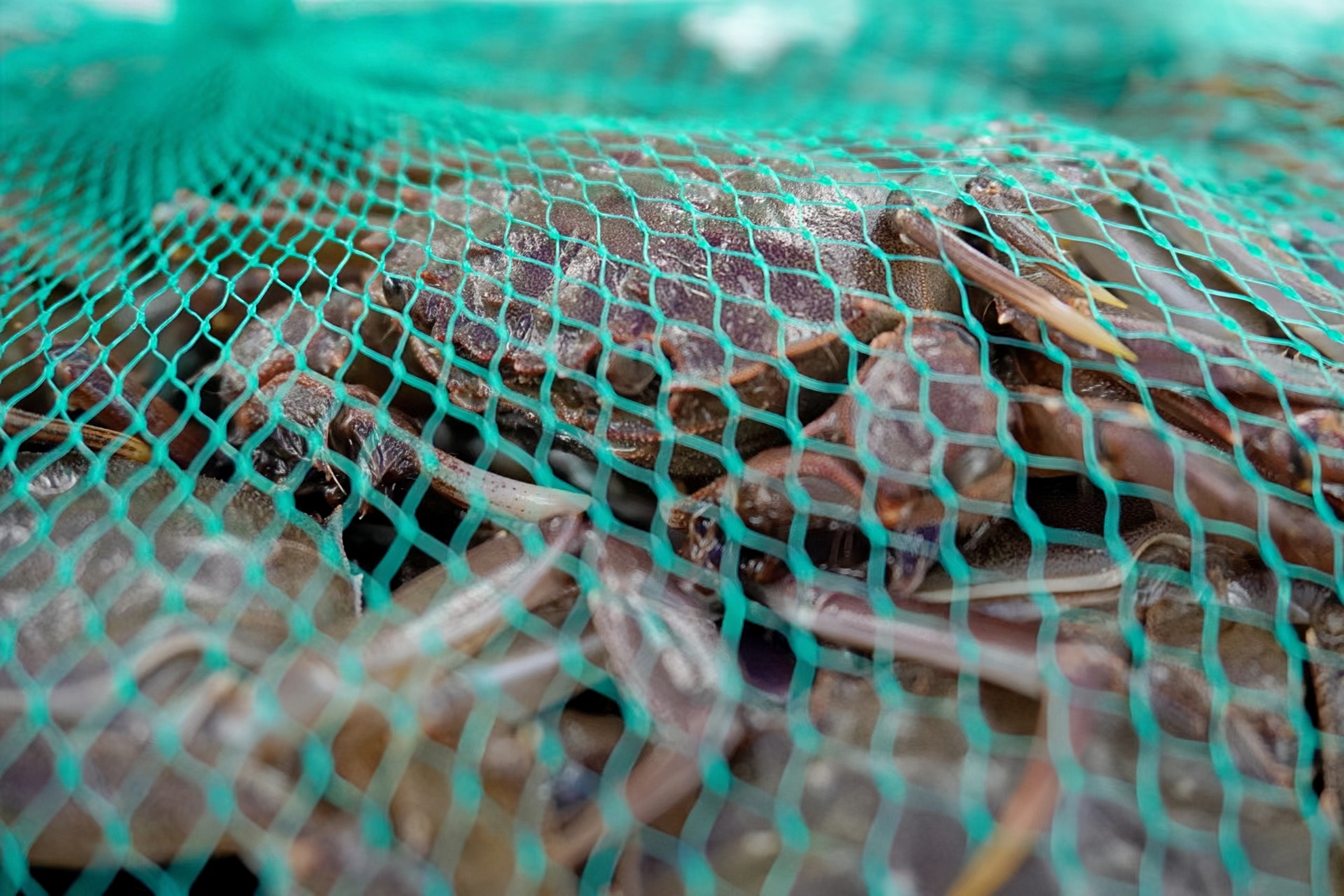 漁民捕撈的九江河鮮毛蟹。佛山市南海區九江鎮宣傳文體旅游辦供圖