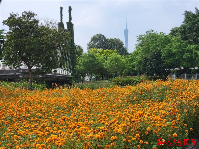 廣州海珠國家濕地公園園景，公園地處城市中心，背景可見廣州塔的塔頂。人民網 寧玉瑛攝