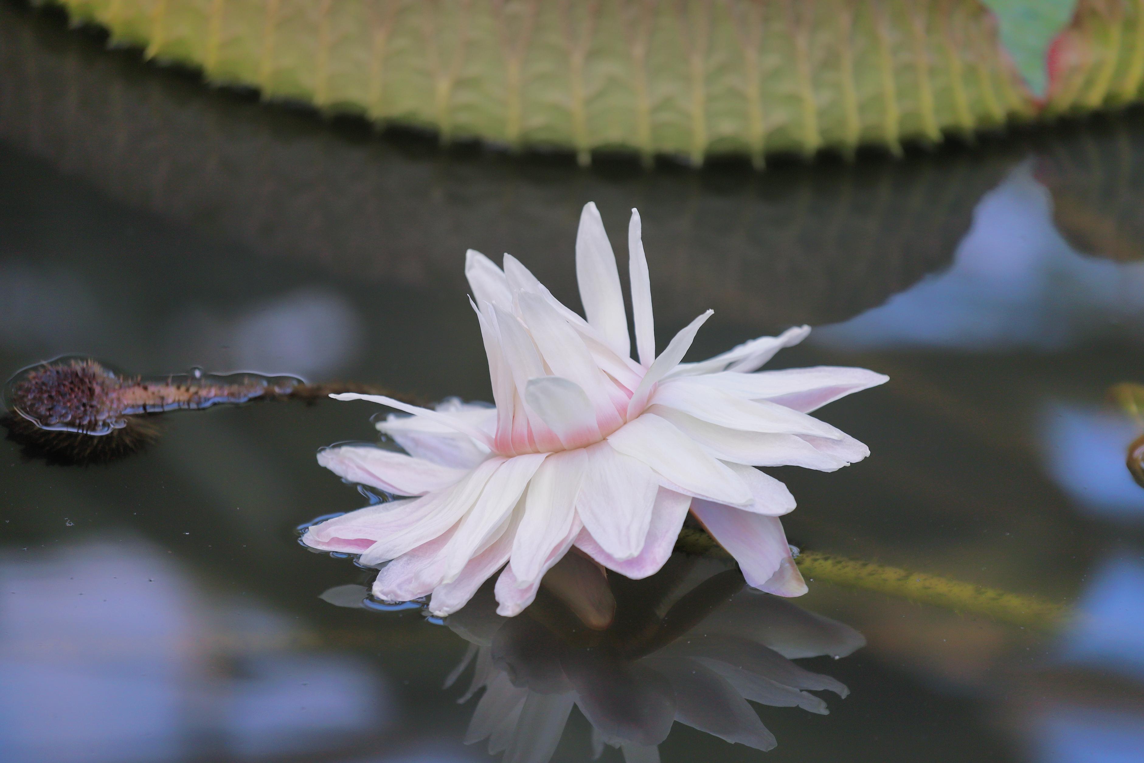 图为王莲花开第二天，花瓣呈粉红色。王莲花开三天，颜色多变。人民网 朴馨语摄