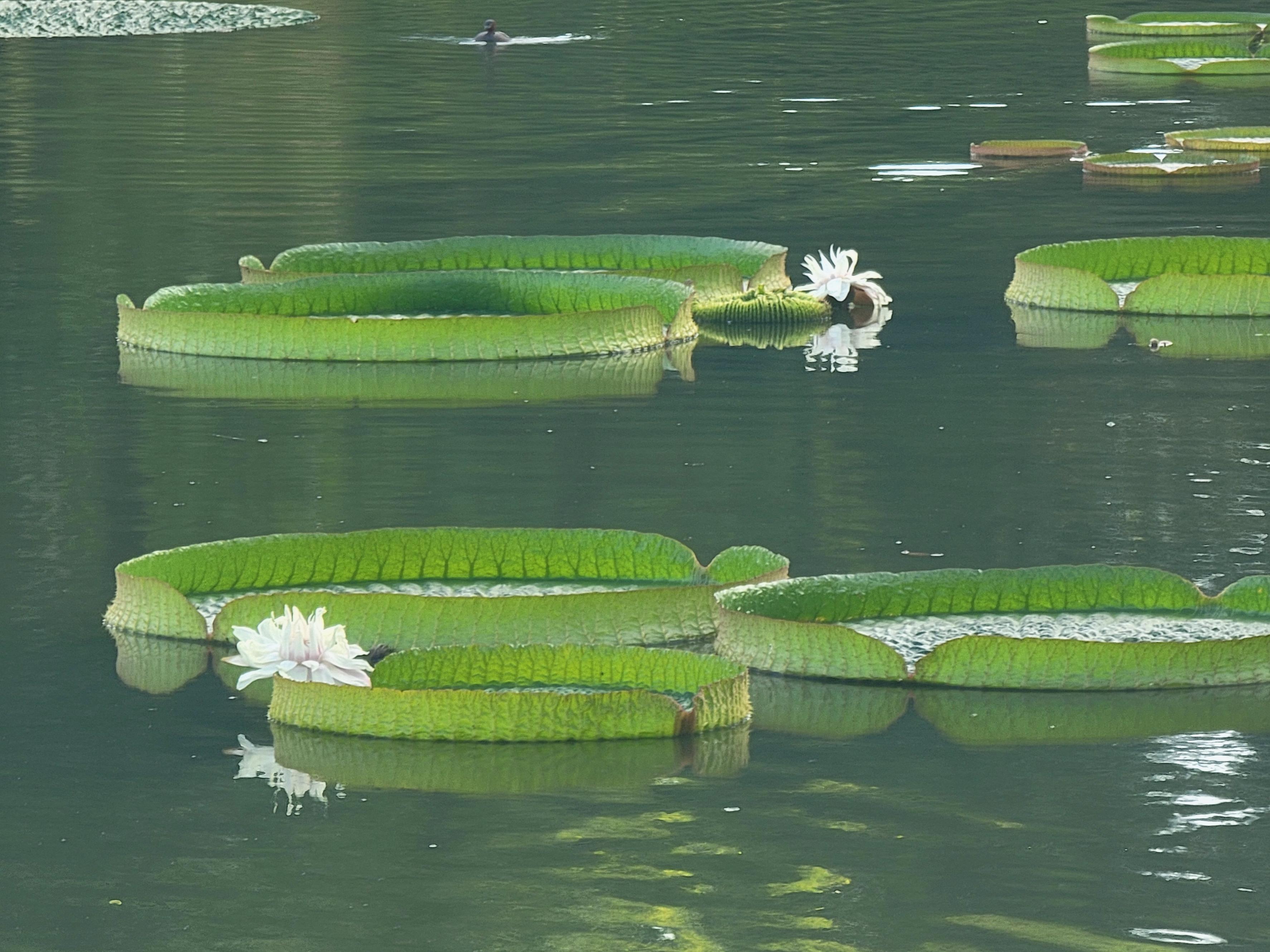 王蓮是水生有花植物中葉片最大的植物。人民網 寧玉瑛攝