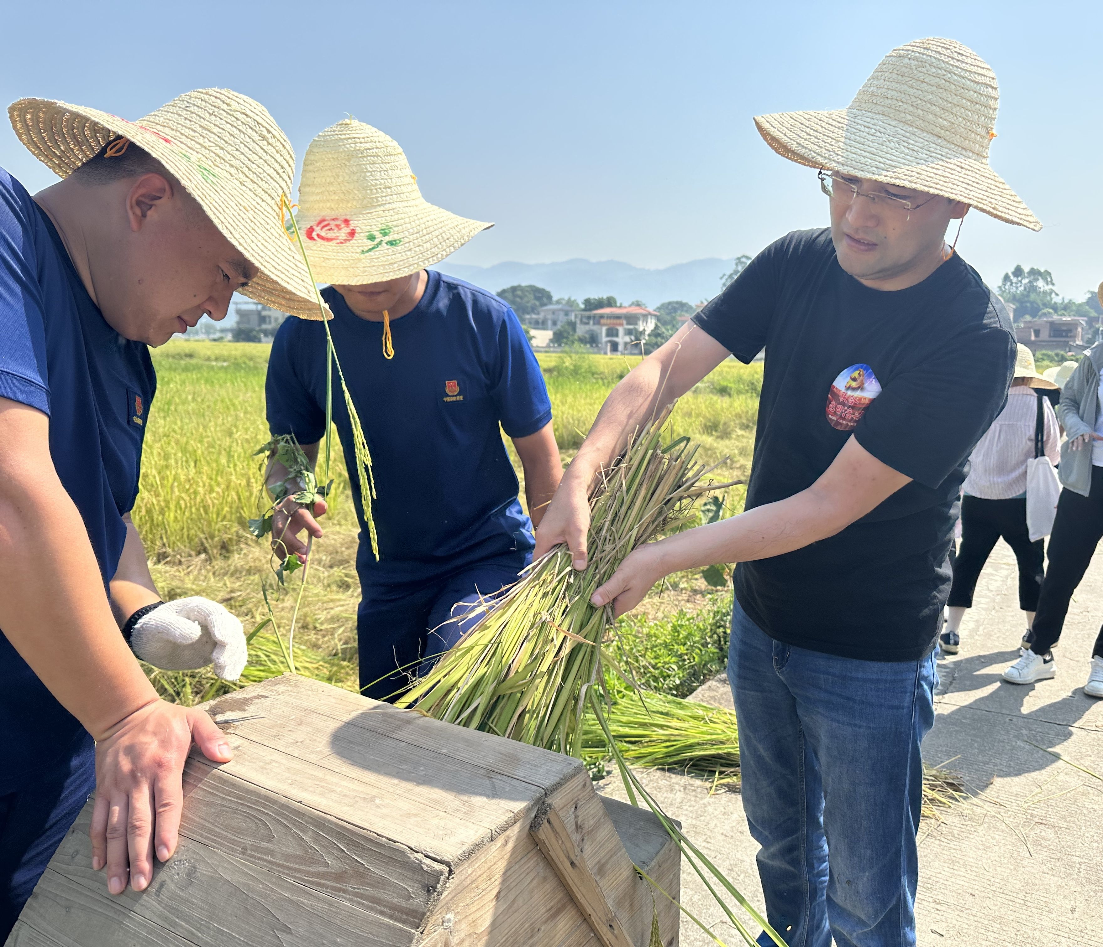 双方在广州市增城区朱村万亩稻田体验打谷活动。人民网 初梓瑞摄