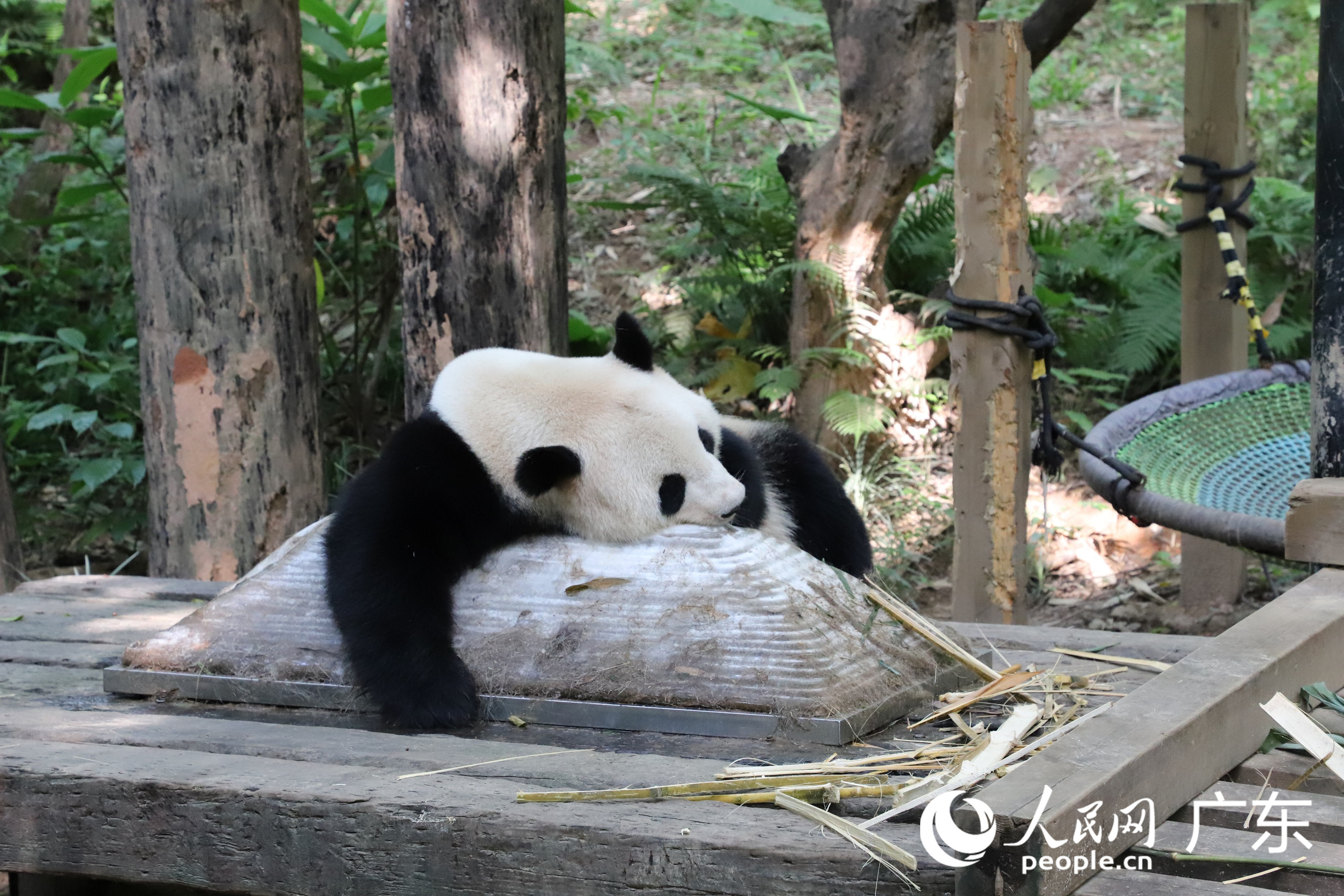 近日，廣東持續高溫，熊貓通過趴冰床降溫解暑。李婧斐 攝