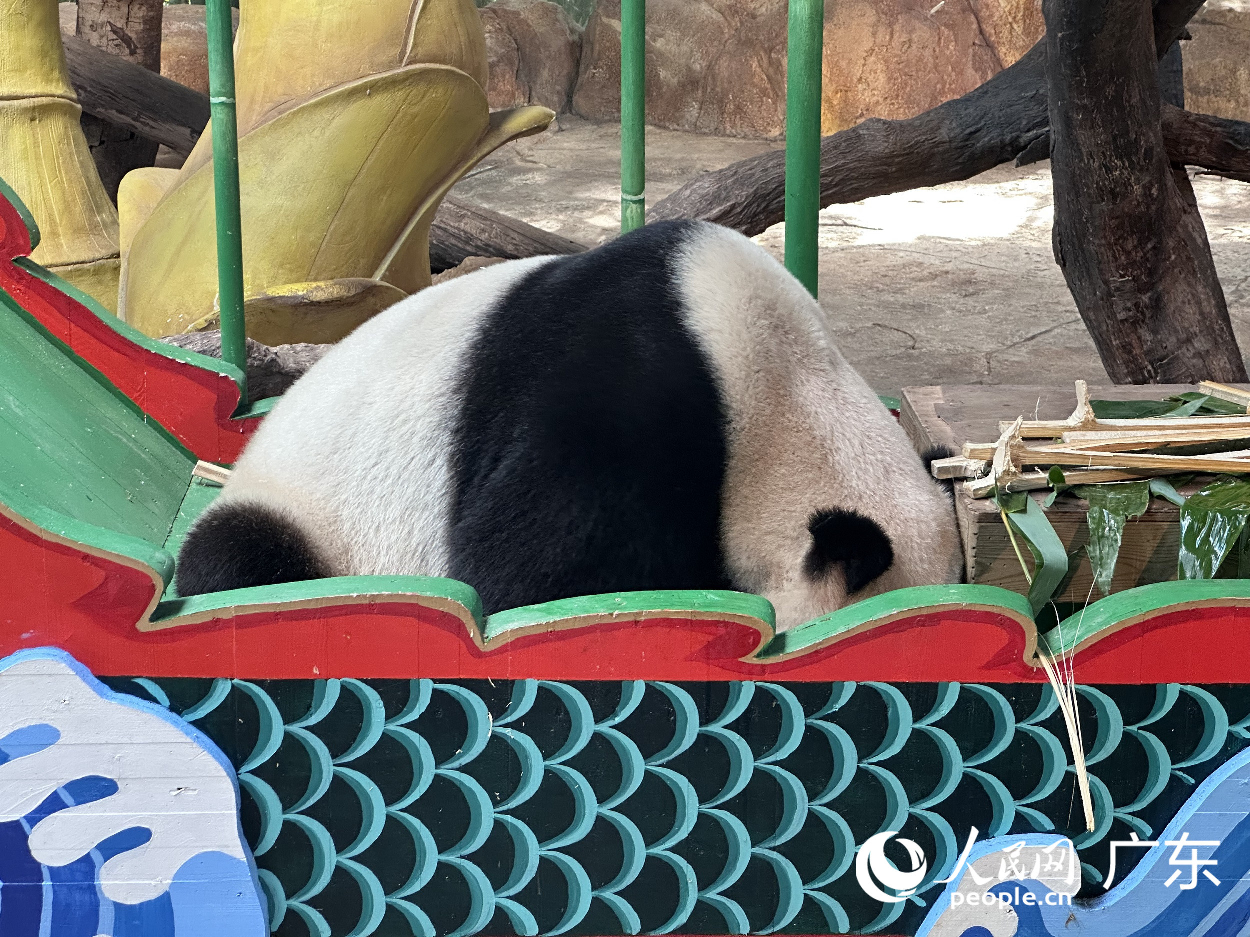 熊貓“帥帥”在低頭尋找掉落的竹筍。人民網 周睿攝