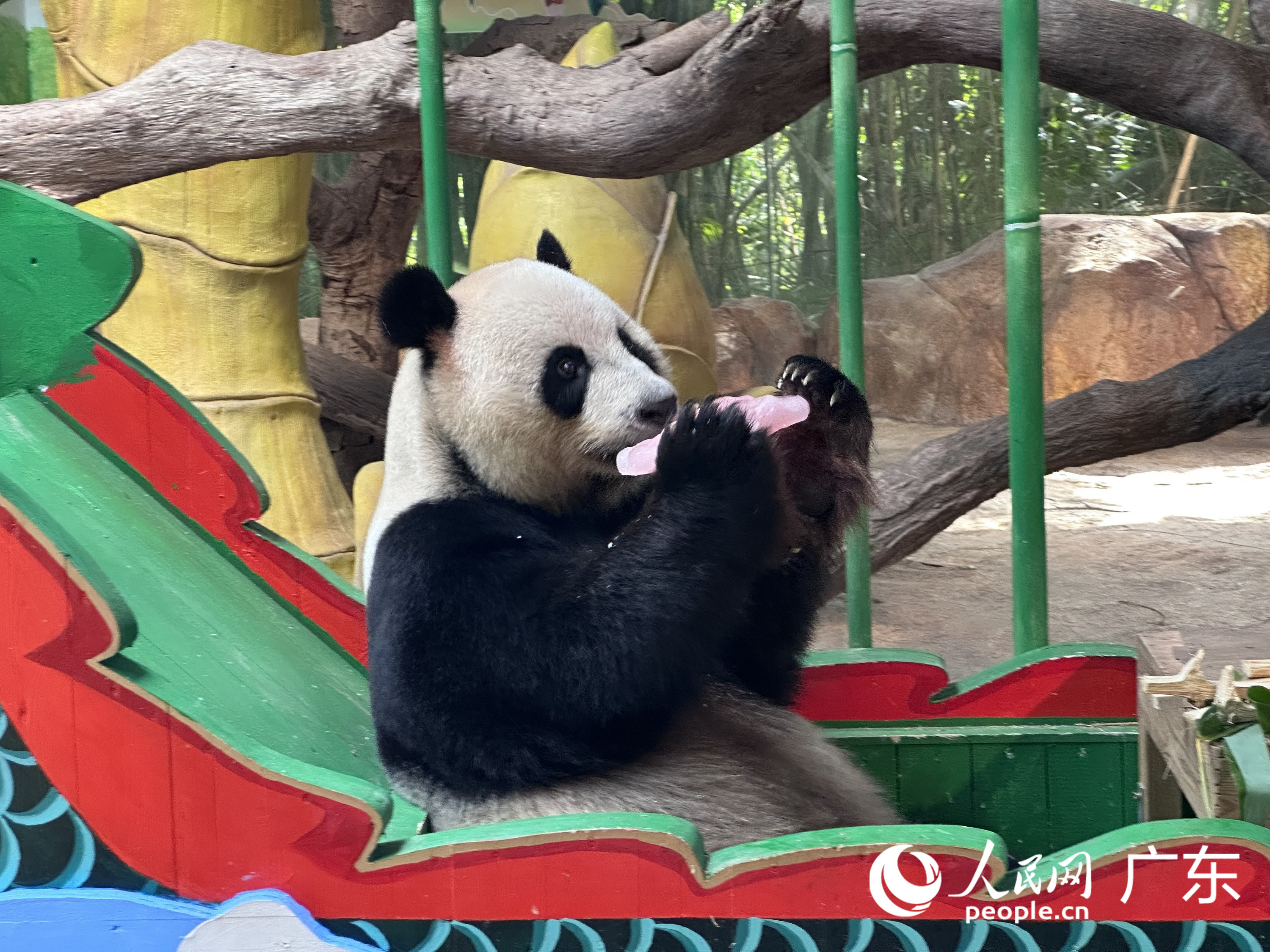 熊貓“帥帥”正在吃由葡萄果汁制成的“心形”冰塊。人民網 周睿攝