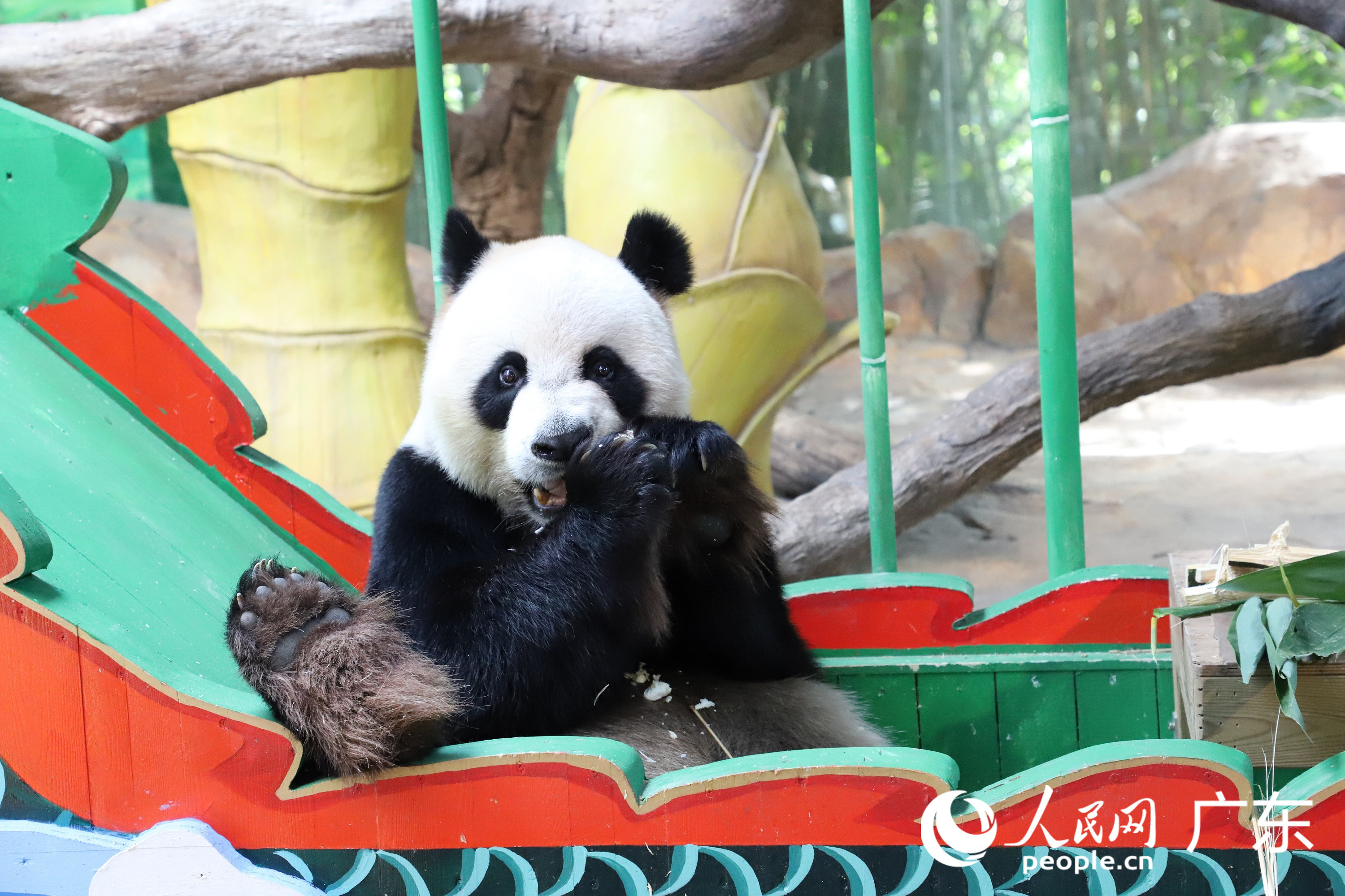 熊貓“帥帥”坐在龍舟裡吃竹筍做成的“雪糕”。李婧斐 攝