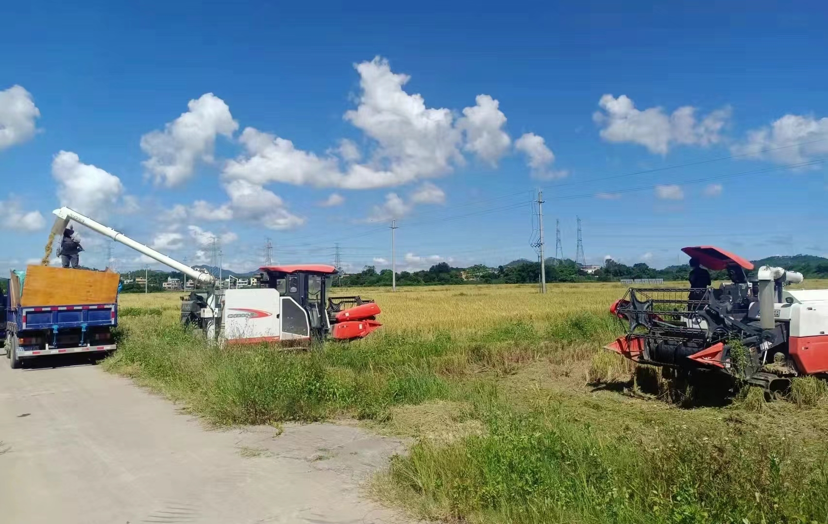 阳江市各部门组织人力、器械帮助农户抢收水稻，为夏粮颗粒归仓提供坚实保障。阳江市农业农村局供图