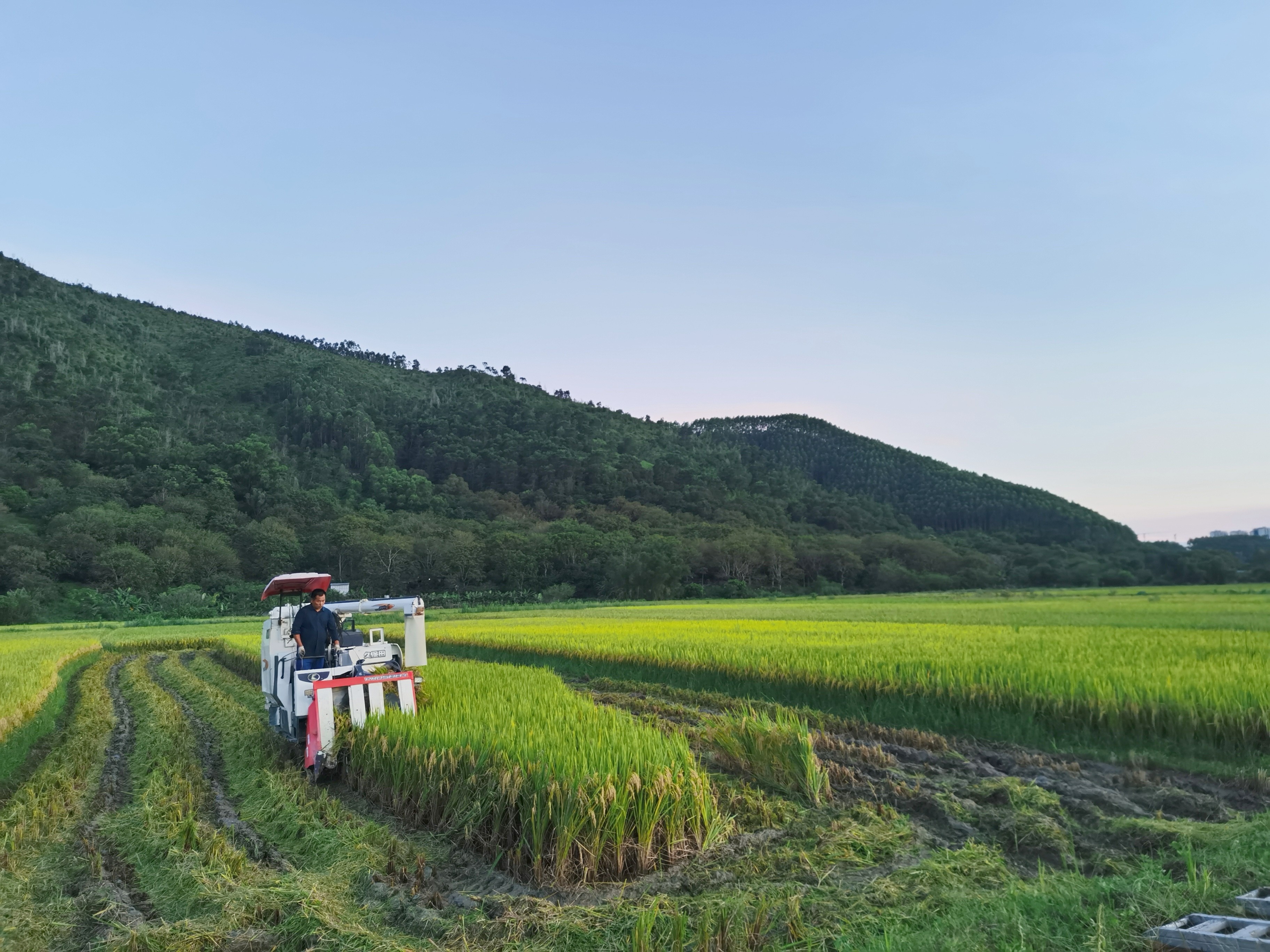 在广东省潮州市湘桥区意溪镇西都村，水稻收割忙。潮州市湘桥区意溪镇西都村供图