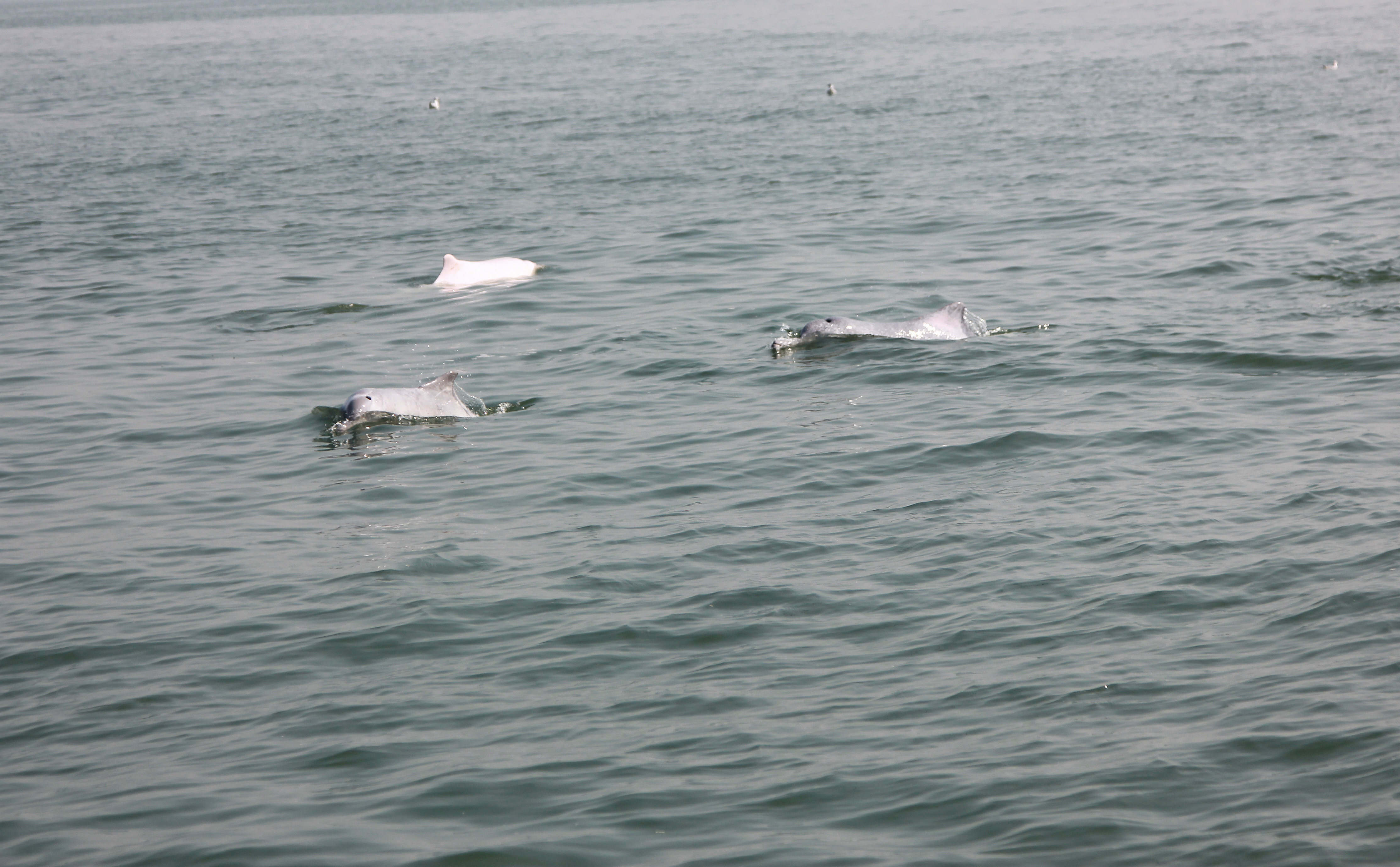 中华白海豚通常以3至5只的规模出没或单独活动。肖尤盛 摄