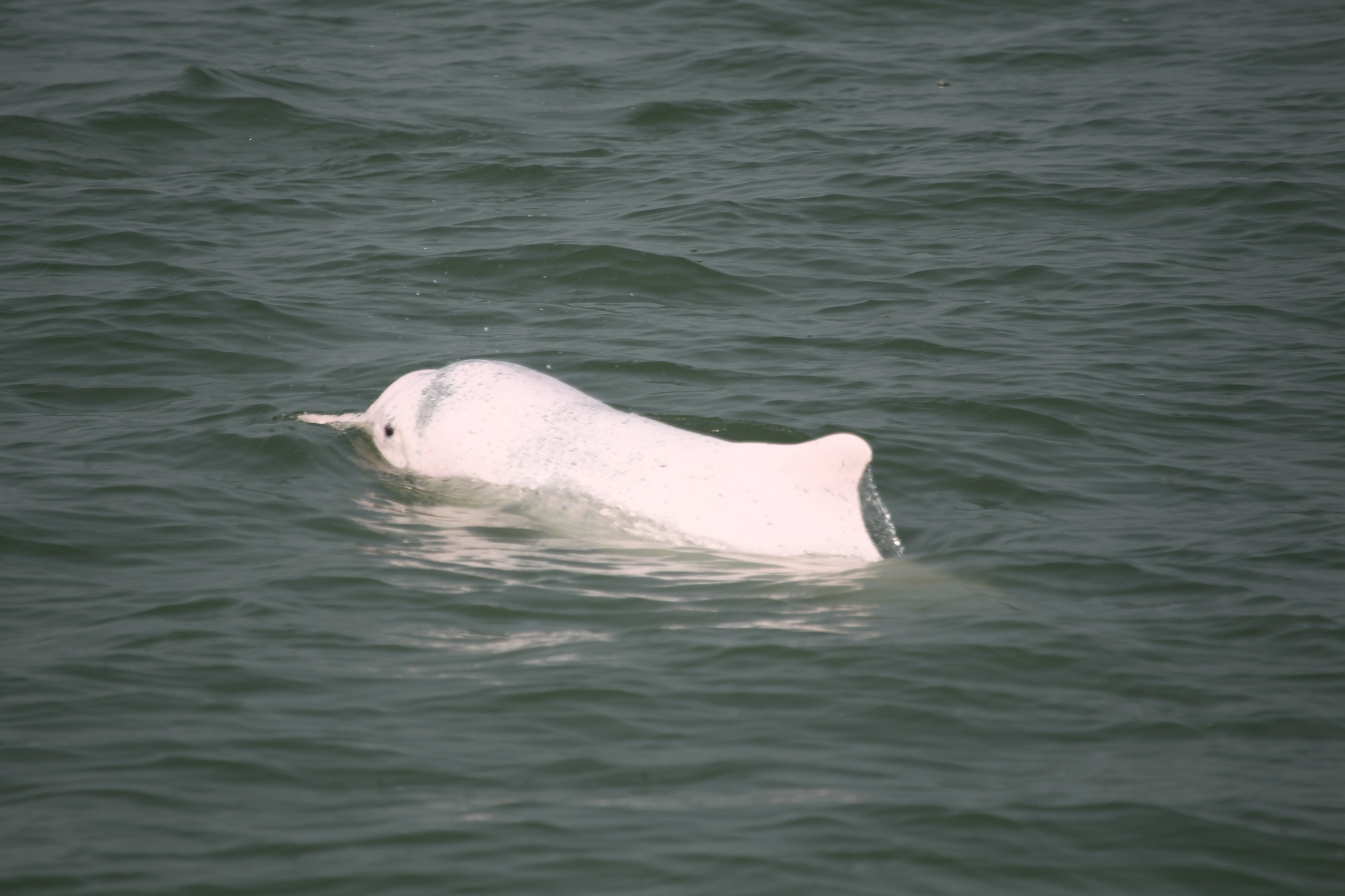 珠江河口是全世界现存最大的中华白海豚栖息地，因此白海豚时常在附近与网友“偶遇”。肖尤盛 摄