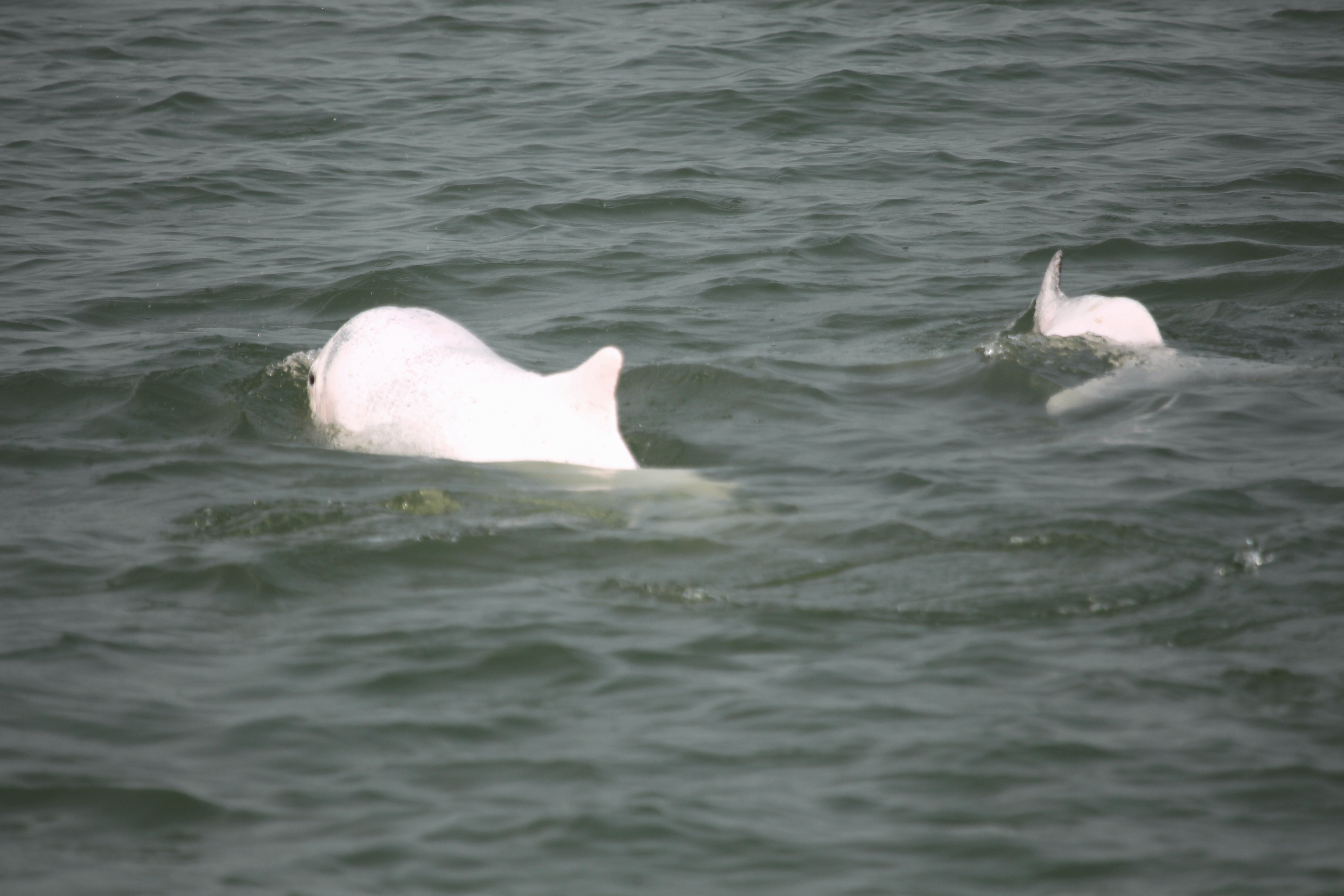 中華白海豚體色因年齡的不同而變化較大，幼體灰色，成體全身白色，頭部、體側、鰭肢及尾鰭散布灰色斑點。肖尤盛 攝