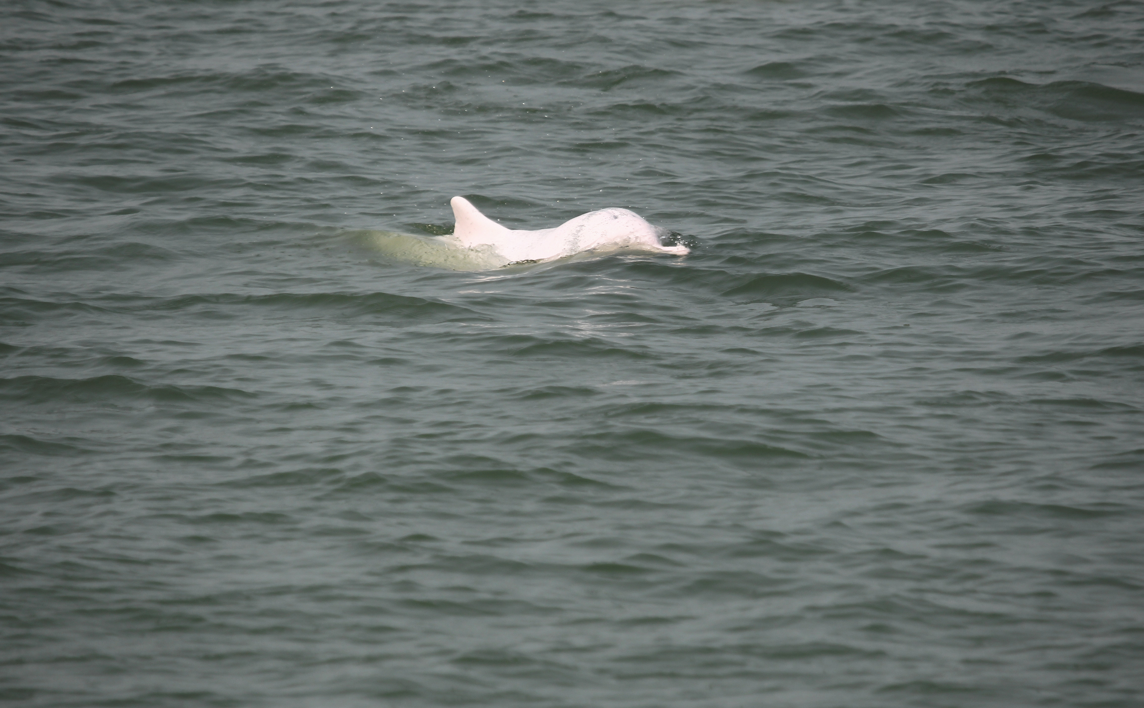 下一步，广东珠江口中华白海豚国家级自然保护区将通过构建信息化平台、加强科普宣教等活动，进一步提升保护力度。肖尤盛 摄
