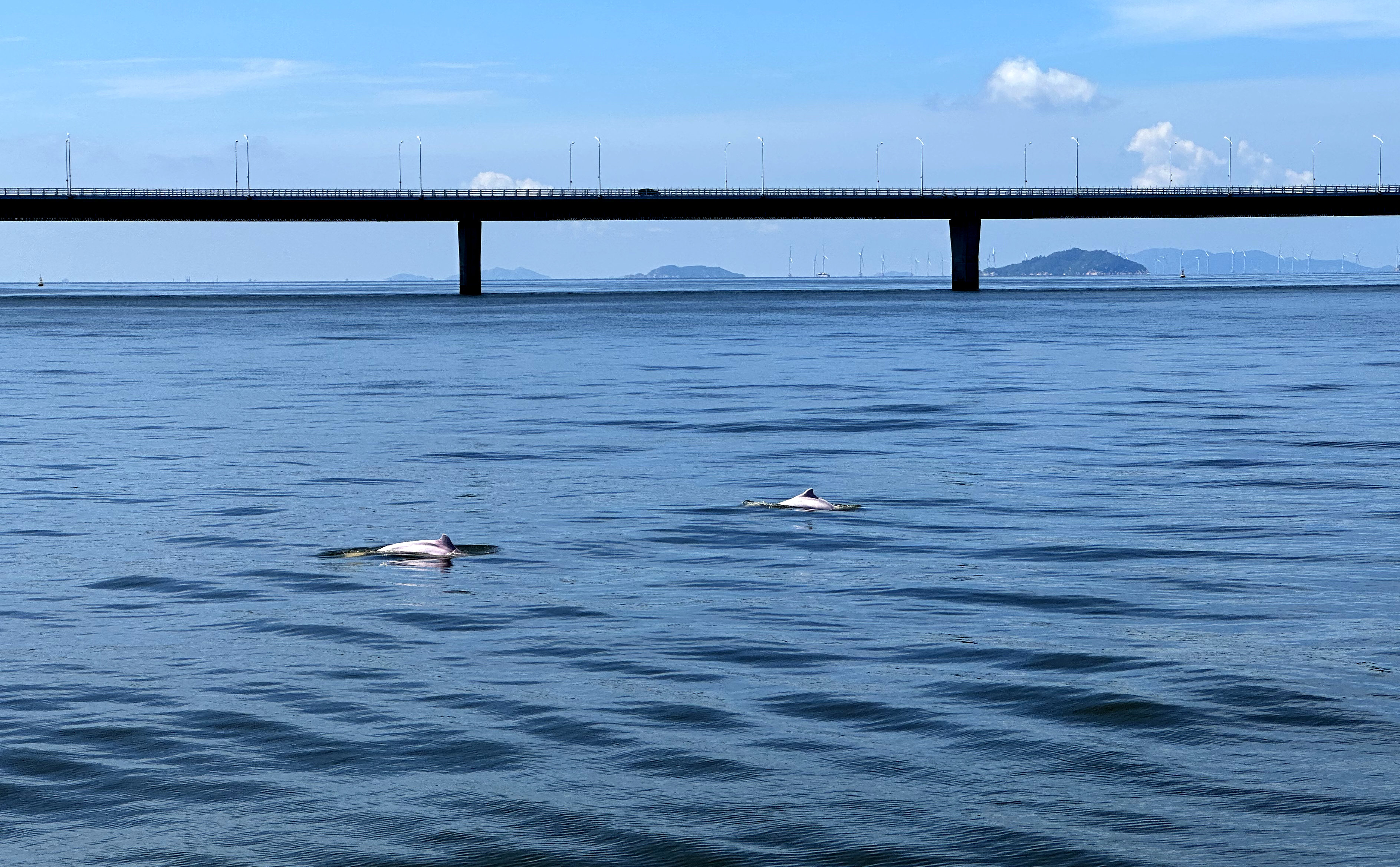 珠江口中华白海豚国家级自然保护区的监测平台采用被动声呐技术，全天候实时动态定点监测中华白海豚数量、分布和活动规律。肖尤盛 摄