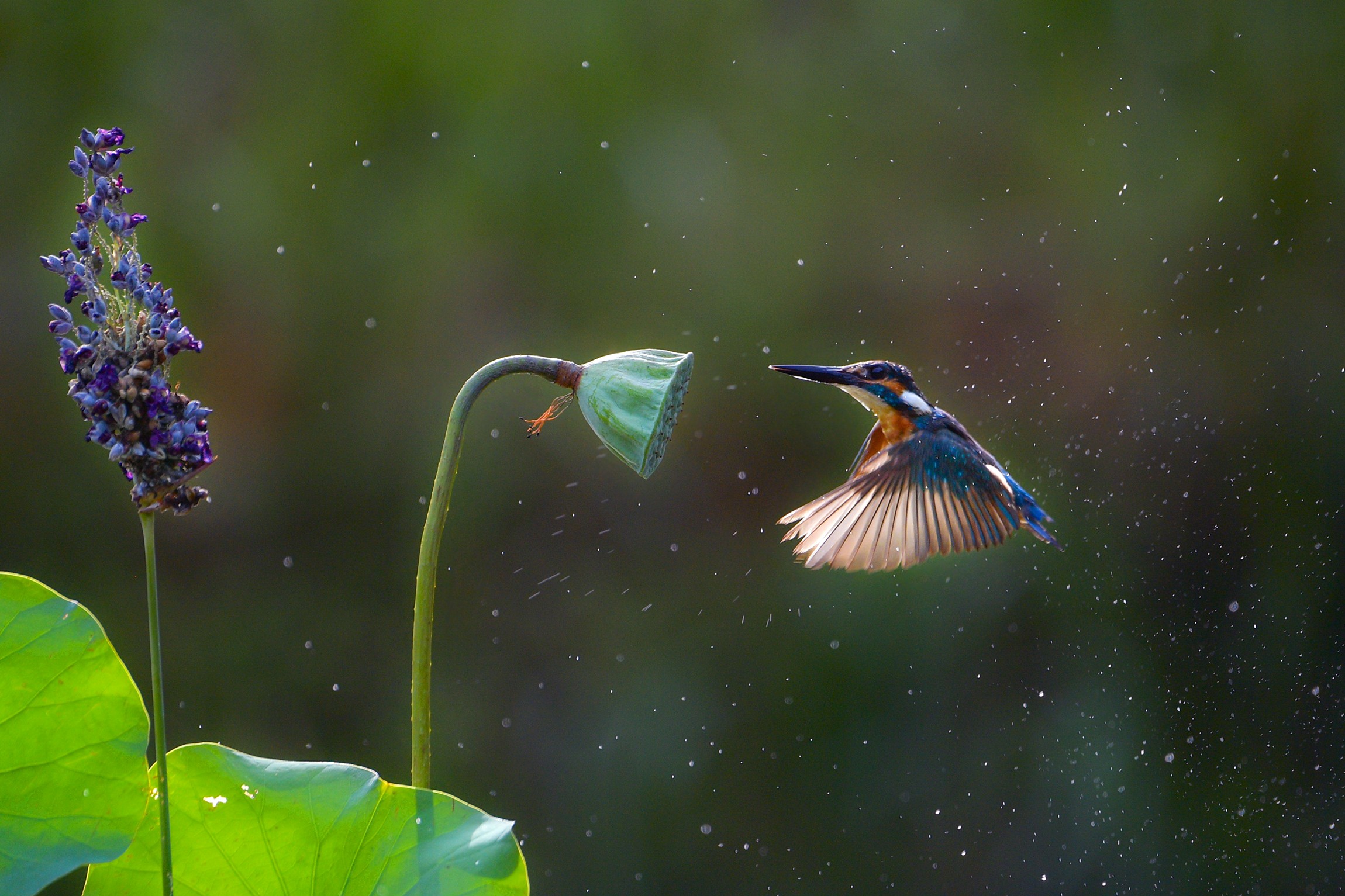 近日，在广东省云浮市，活泼灵动的翠鸟在荷塘飞翔。邓银梅摄