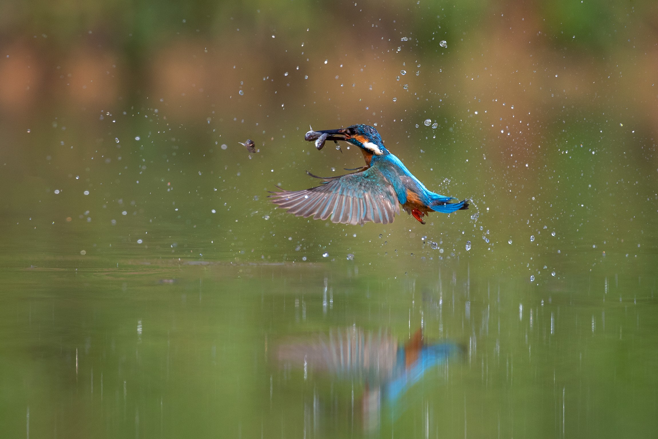 翠鳥以魚為食，是動物界的“捕魚高手”之一。鄧銀梅攝