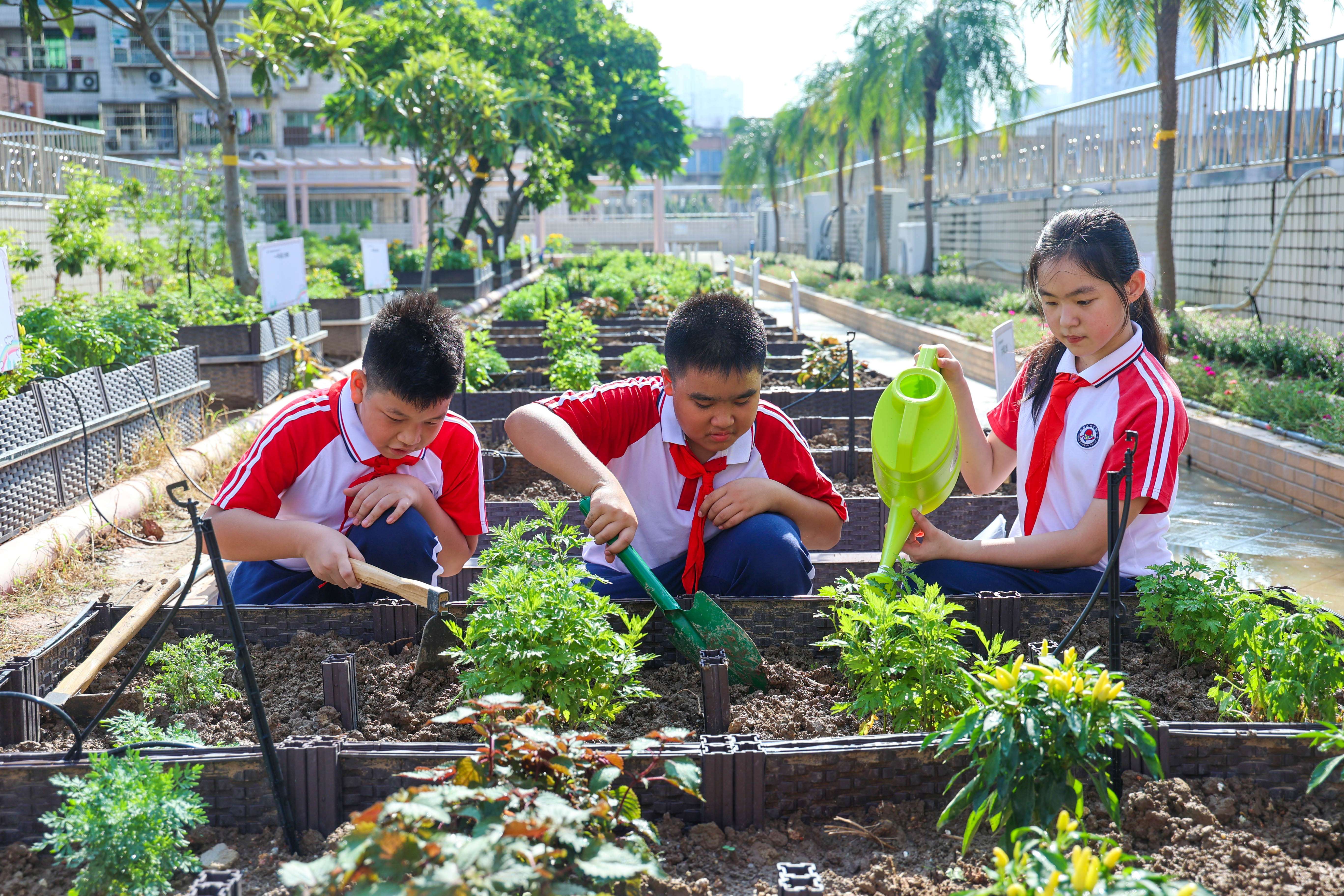 广州市越秀区珠光路小学学生在“珠宝小农田”种植艾草和香草。钟涌 摄