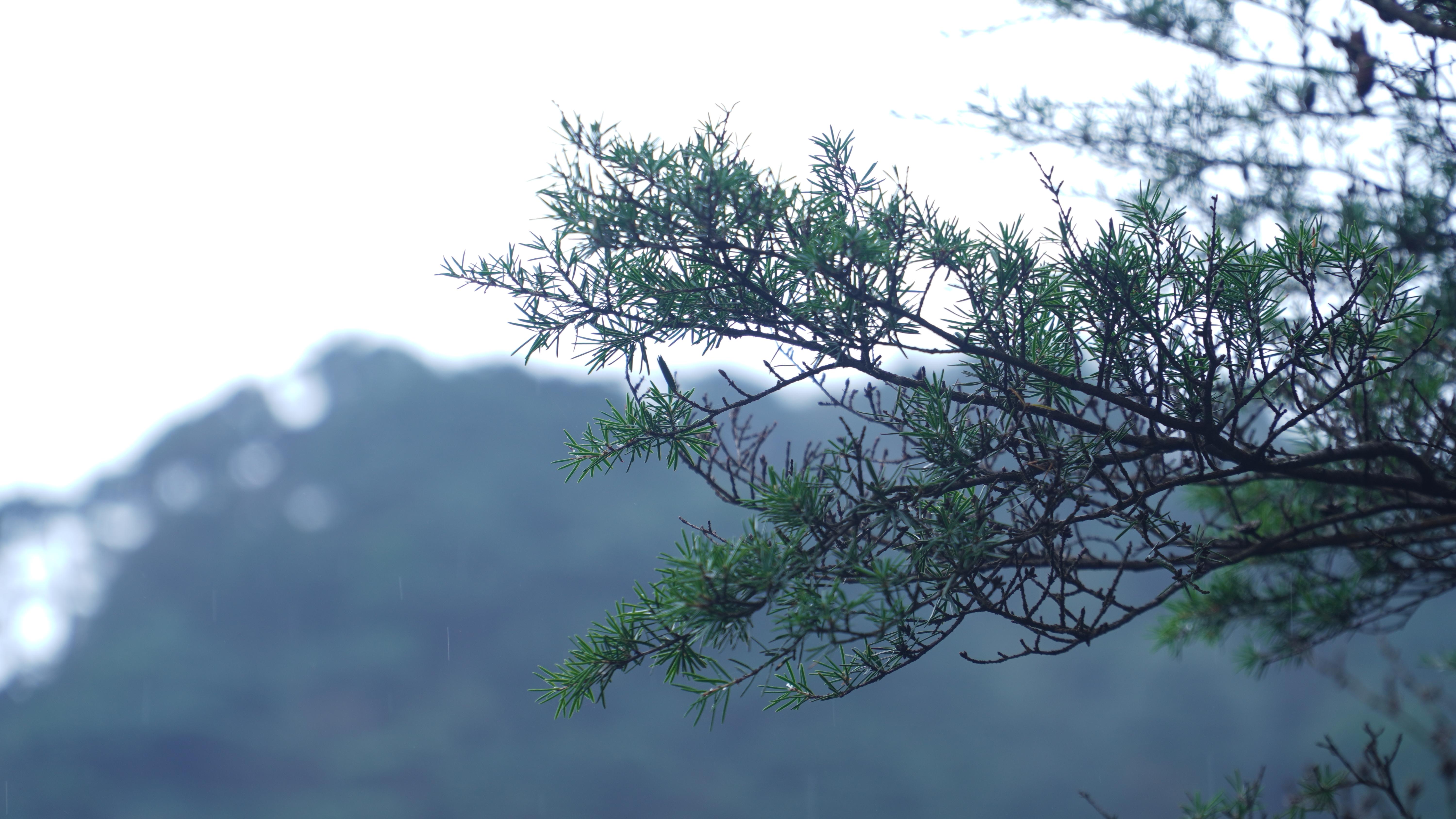 华南五针松喜生于酸性土及多岩石的山坡与山脊上。朴馨语摄