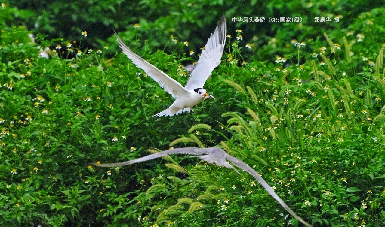 被列為極危物種的中華鳳頭燕鷗。鄭康華攝