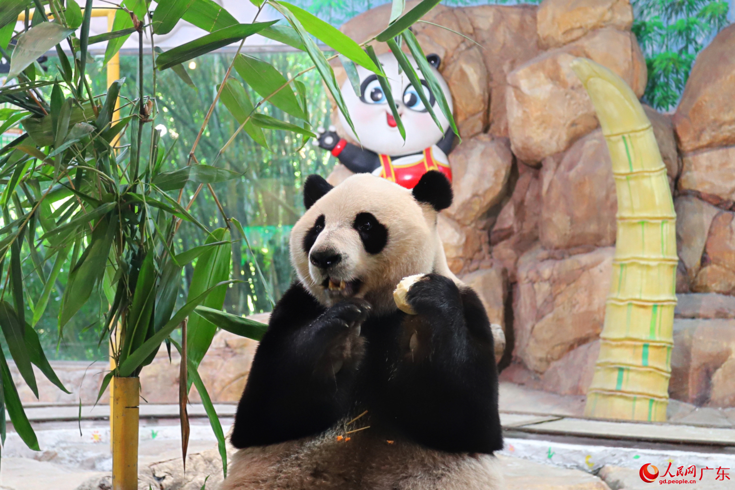 每日下午3點15分，熊貓可以食“鳳爪”、飲“涼茶”、吃“燒雞”等各種特色美食，讓熊貓“不出家門”品嘗“世界美食”。人民網 周睿攝