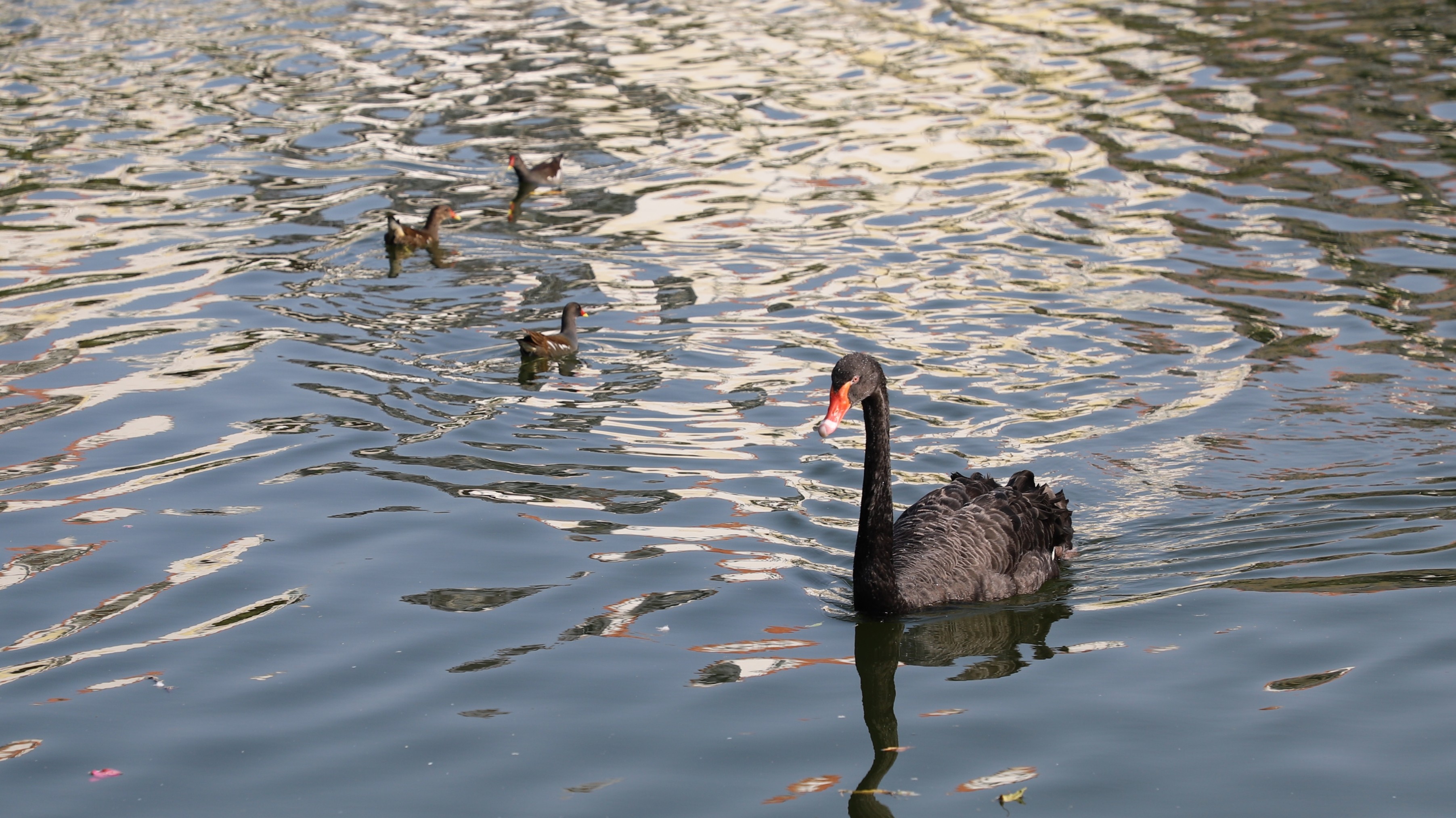廣州動物園湖面上悠然自得的天鵝。劉盈華攝